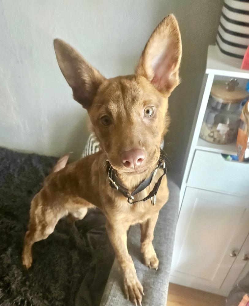 Enlarge Bright Eyes, a Adoptable mixed breed in Valley Stream, NY image 1/6