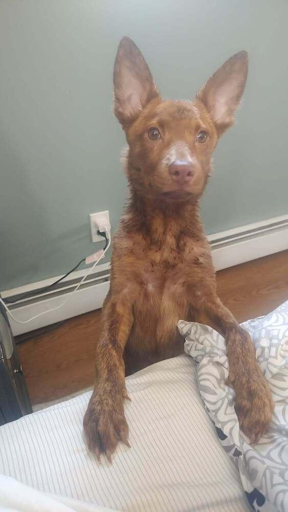 Enlarge Bright Eyes, a Adoptable mixed breed in Valley Stream, NY image 2/6