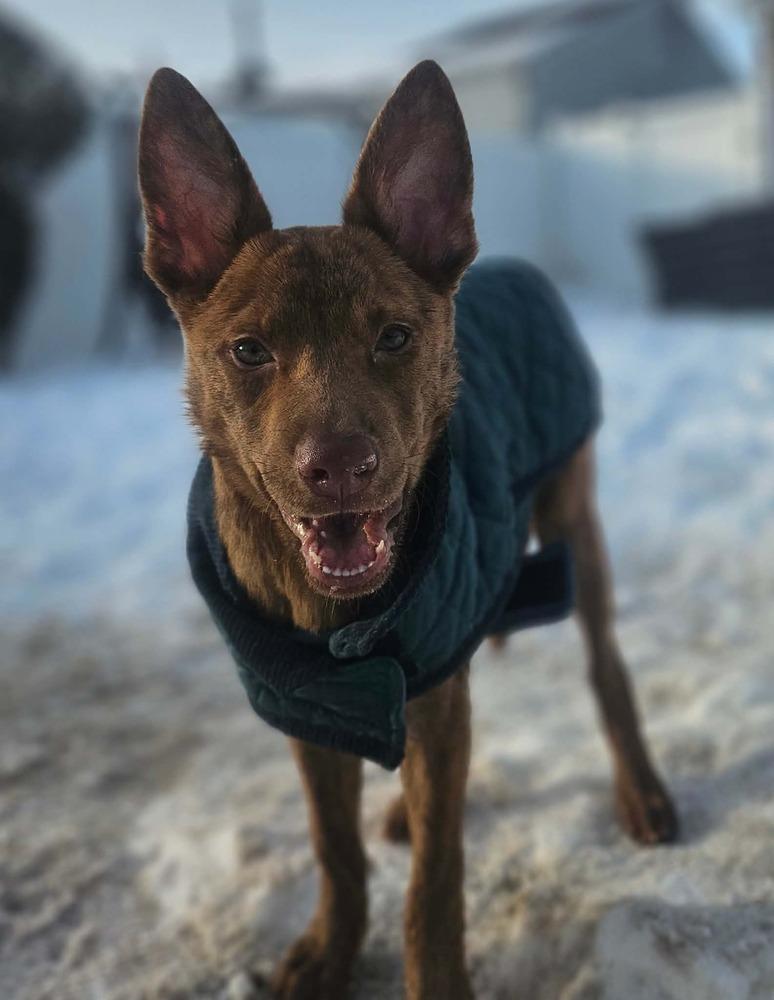 Enlarge Bright Eyes, a Adoptable mixed breed in Valley Stream, NY image 3/6