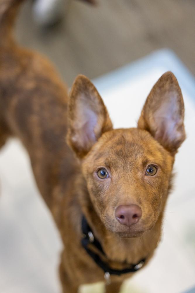 Enlarge Bright Eyes, a Adoptable mixed breed in Valley Stream, NY image 4/6