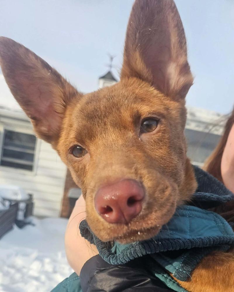 Enlarge Bright Eyes, a Adoptable mixed breed in Valley Stream, NY image 5/6
