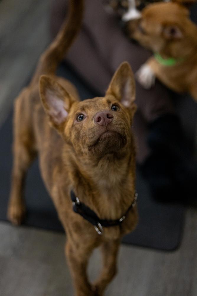 Enlarge Bright Eyes, a Adoptable mixed breed in Valley Stream, NY image 6/6