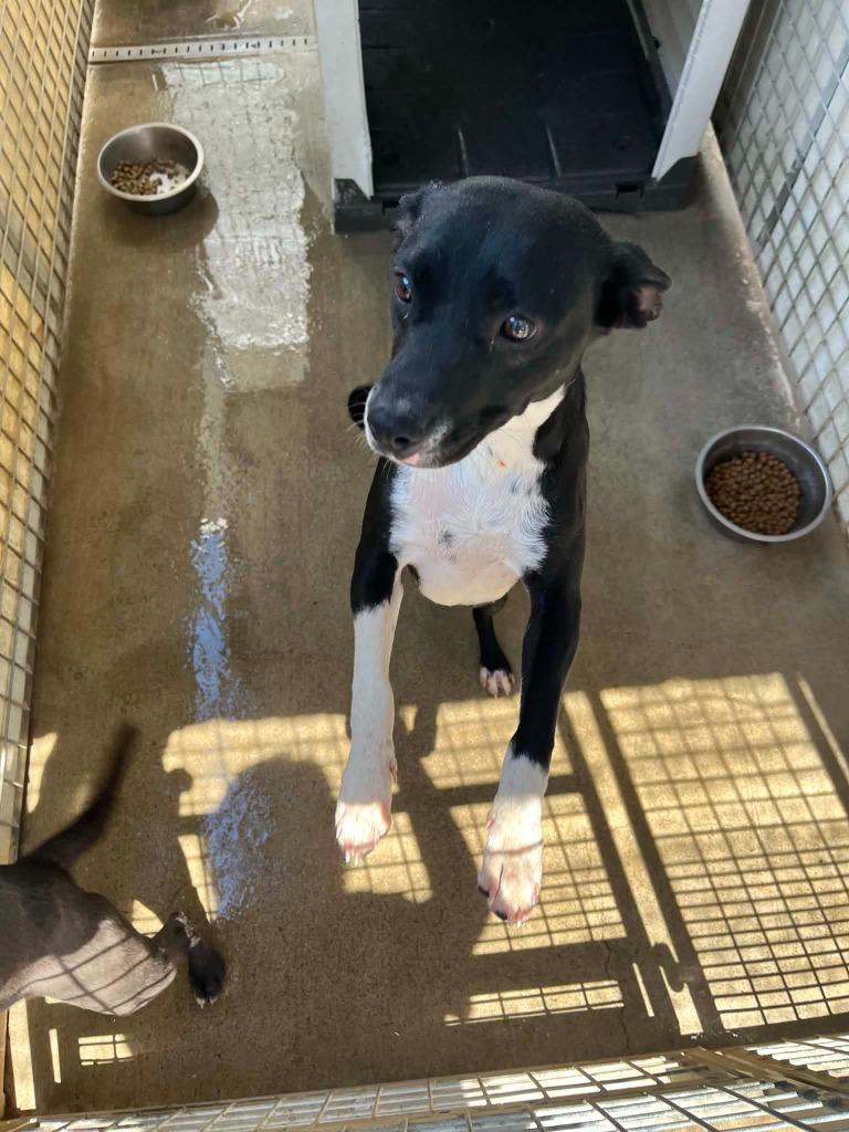 Sadie, Adoptable, Puppy Female Pit Bull Terrier & Mixed Breed.