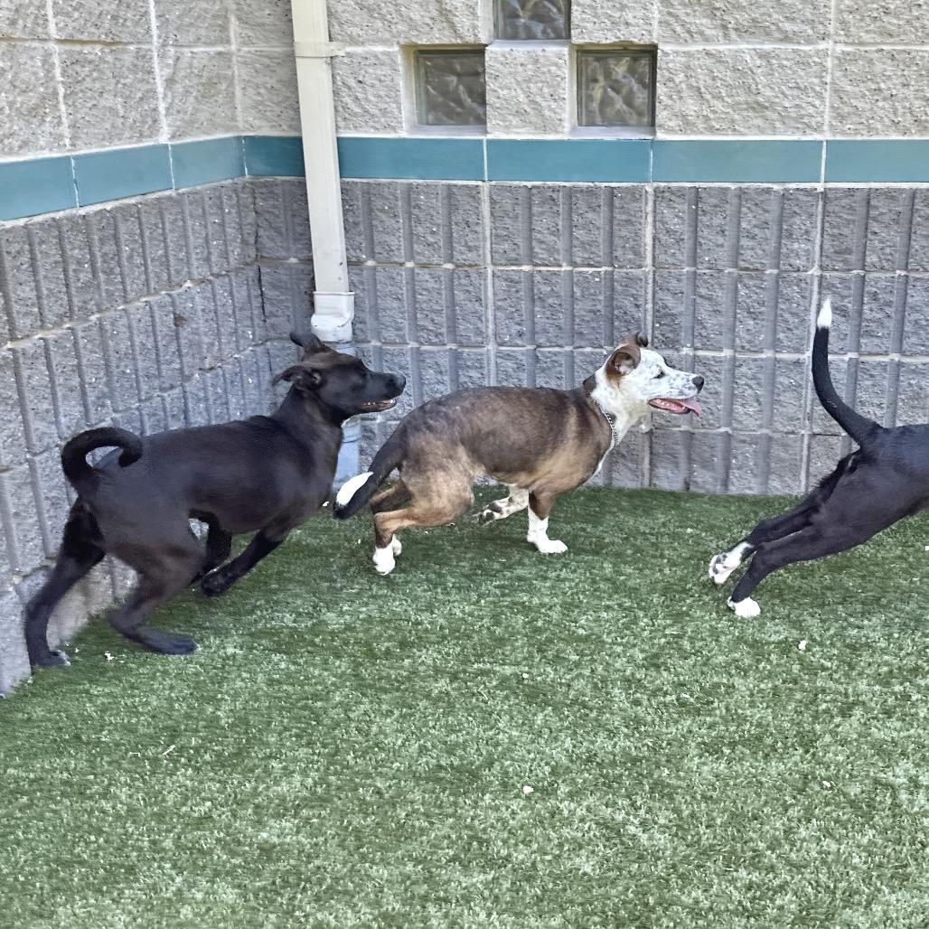 Meggy (puppy) - ECAS, a Adoptable mixed breed in Pleasanton, CA image 1/6