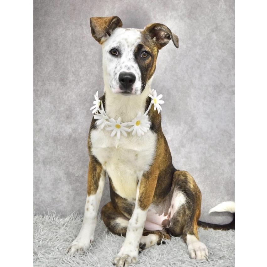 Meggy (puppy) - ECAS, a Adoptable mixed breed in Pleasanton, CA image 2/6