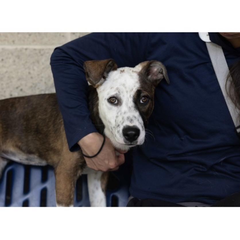 Meggy (puppy) - ECAS, a Adoptable mixed breed in Pleasanton, CA image 3/6