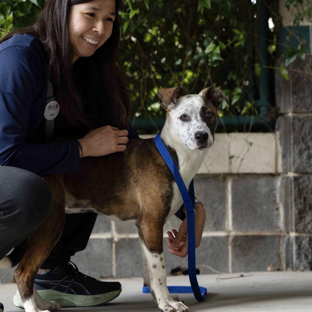 Meggy (puppy) - ECAS, a Adoptable mixed breed in Pleasanton, CA image 4/6