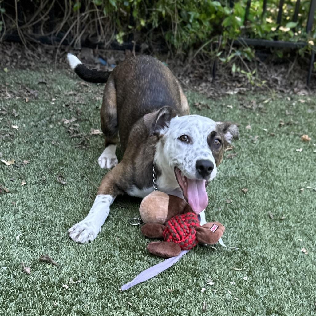 Meggy (puppy) - ECAS, a Adoptable mixed breed in Pleasanton, CA image 5/6