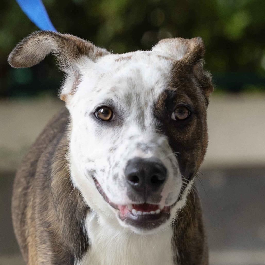 Meggy (puppy) - ECAS, a Adoptable mixed breed in Pleasanton, CA image 6/6
