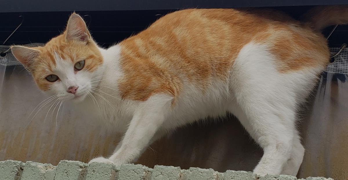 Enlarge Sherbet, a Adoptable Domestic Short Hair in La Jolla, CA image 2/2