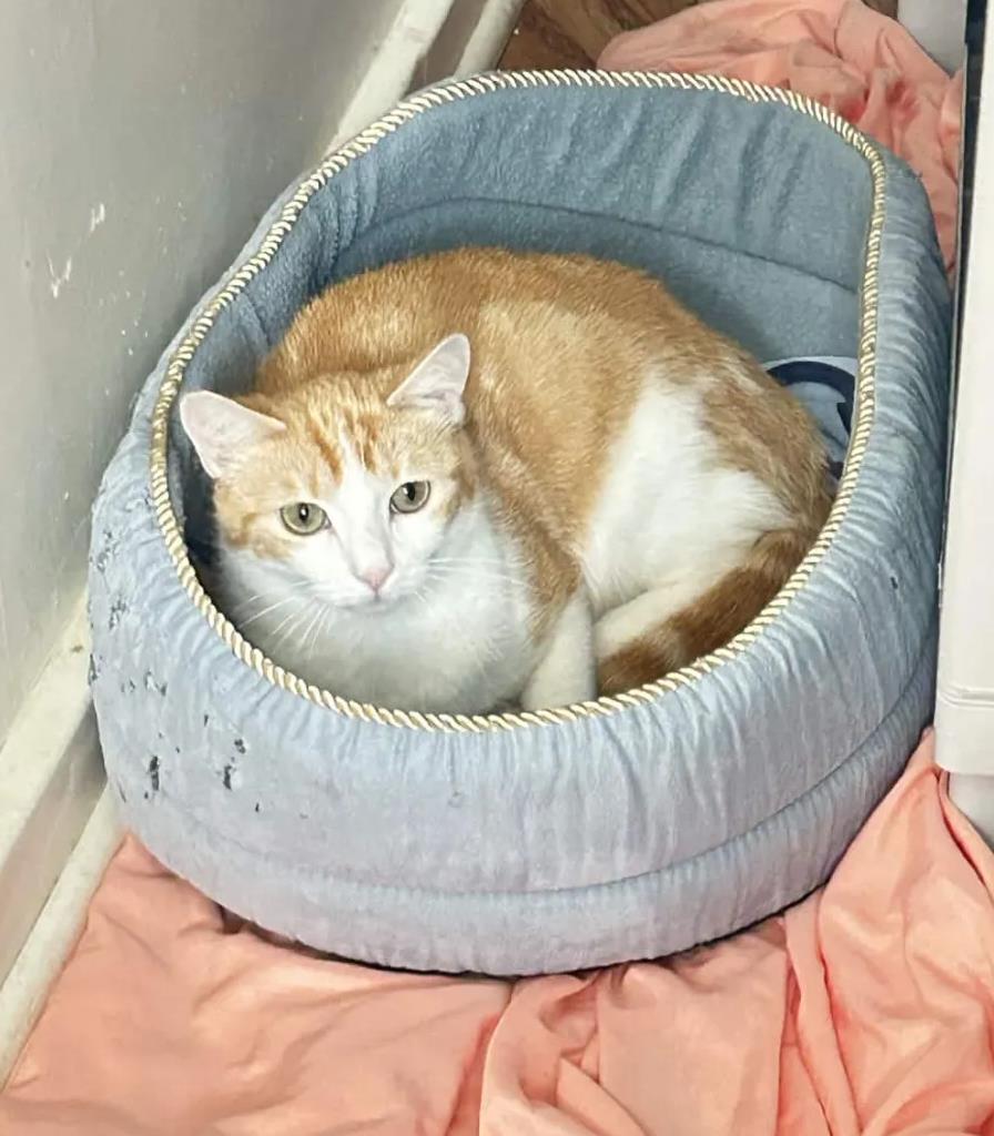 Sherbet, a Adoptable Domestic Short Hair in La Jolla, CA image 2/3