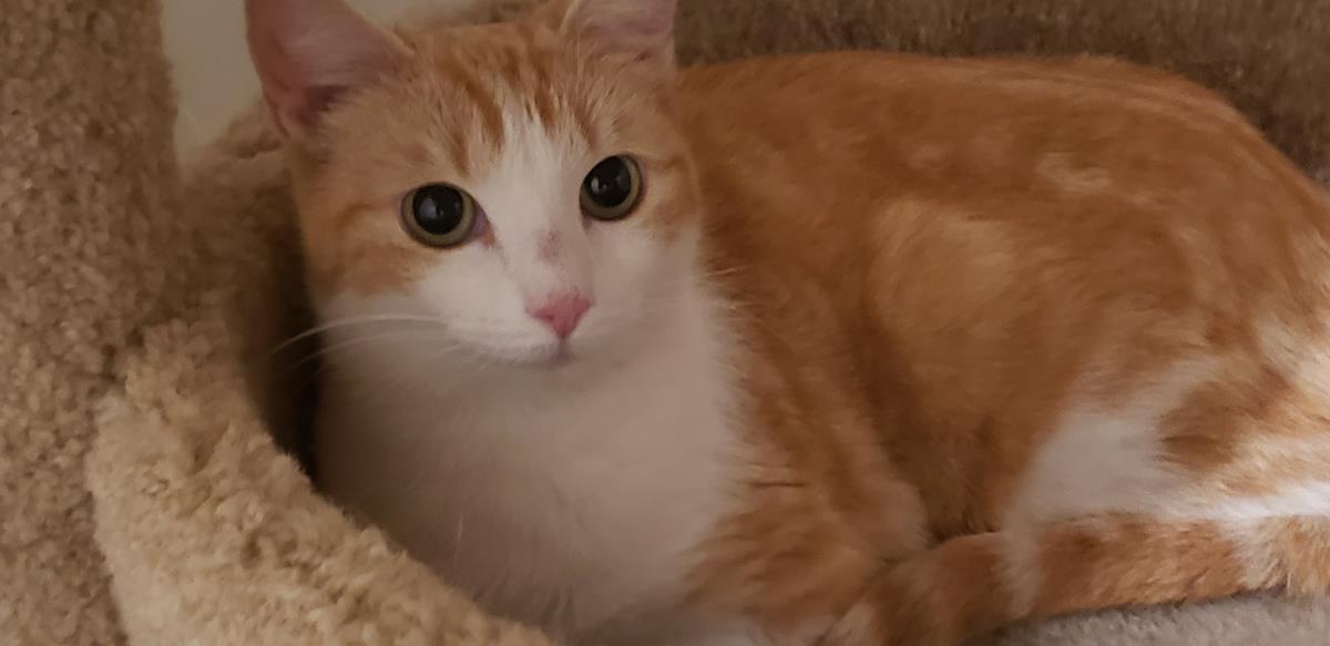 Sherbet, a Adoptable Domestic Short Hair in La Jolla, CA image 3/3