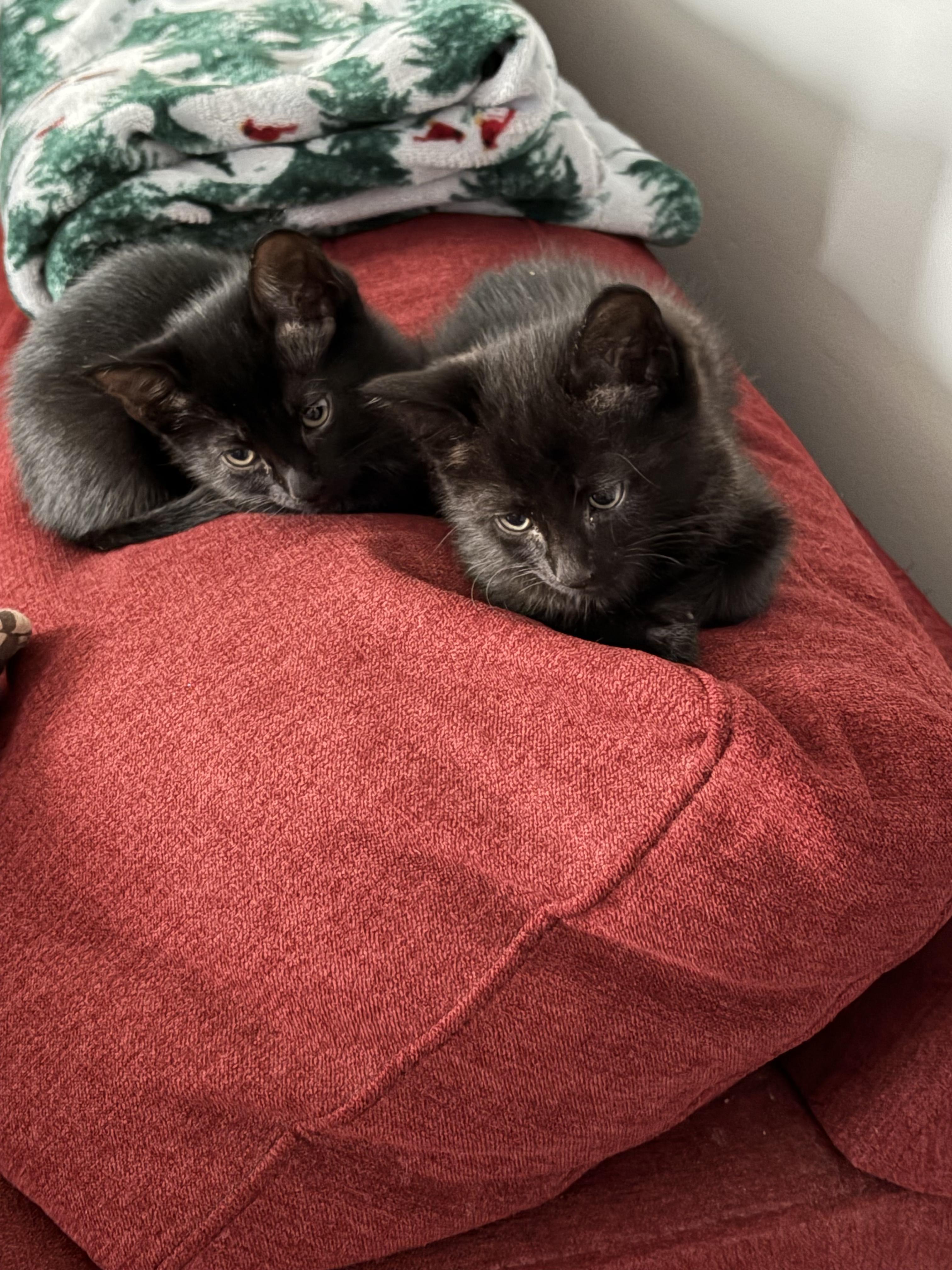 Willow and Milo, a ADOPTABLE Domestic Medium Hair in Mount Pleasant, SC image 2/6