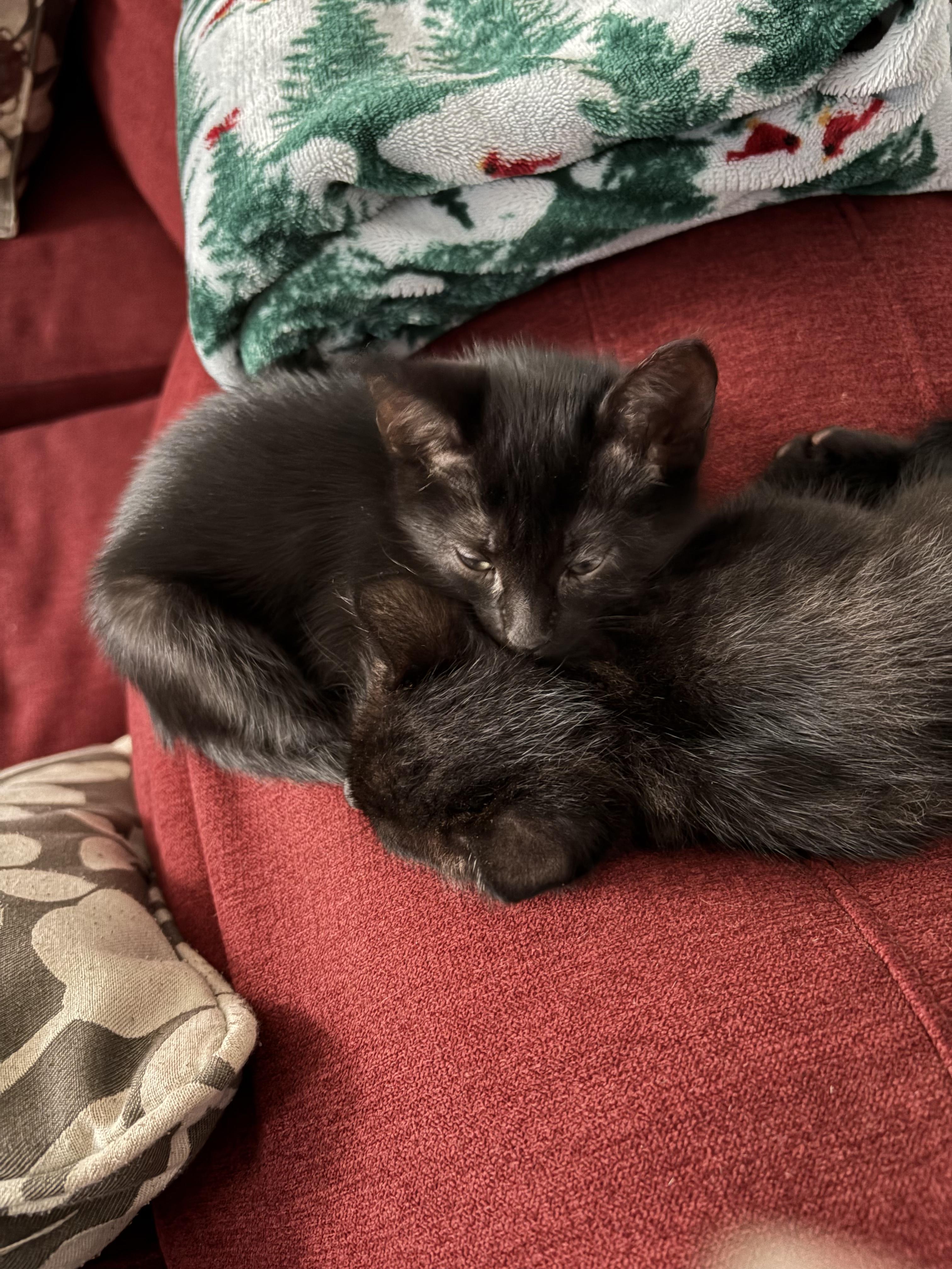Willow and Milo, a ADOPTABLE Domestic Medium Hair in Mount Pleasant, SC image 3/6