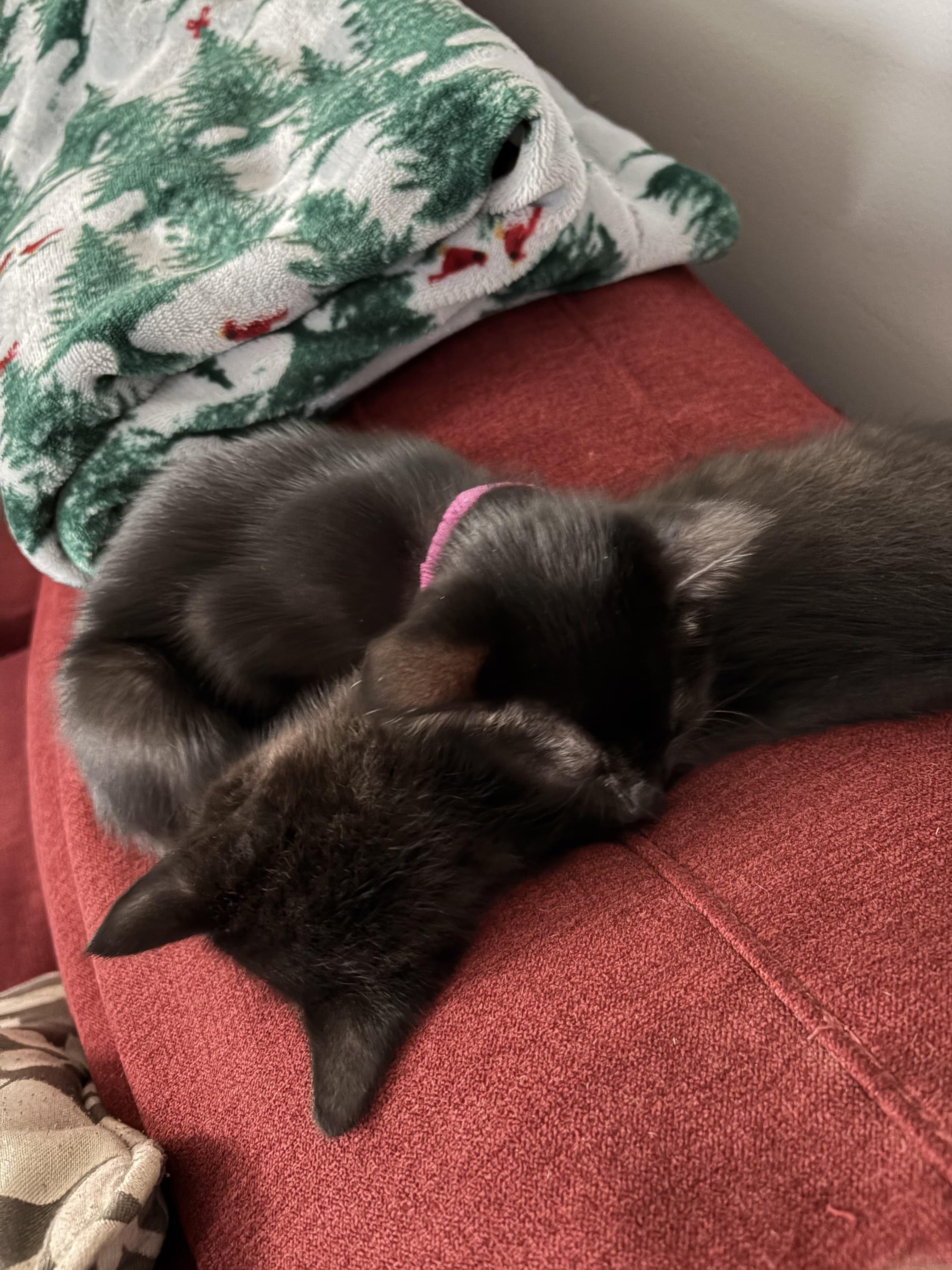 Willow and Milo, a ADOPTABLE Domestic Medium Hair in Mount Pleasant, SC image 6/6
