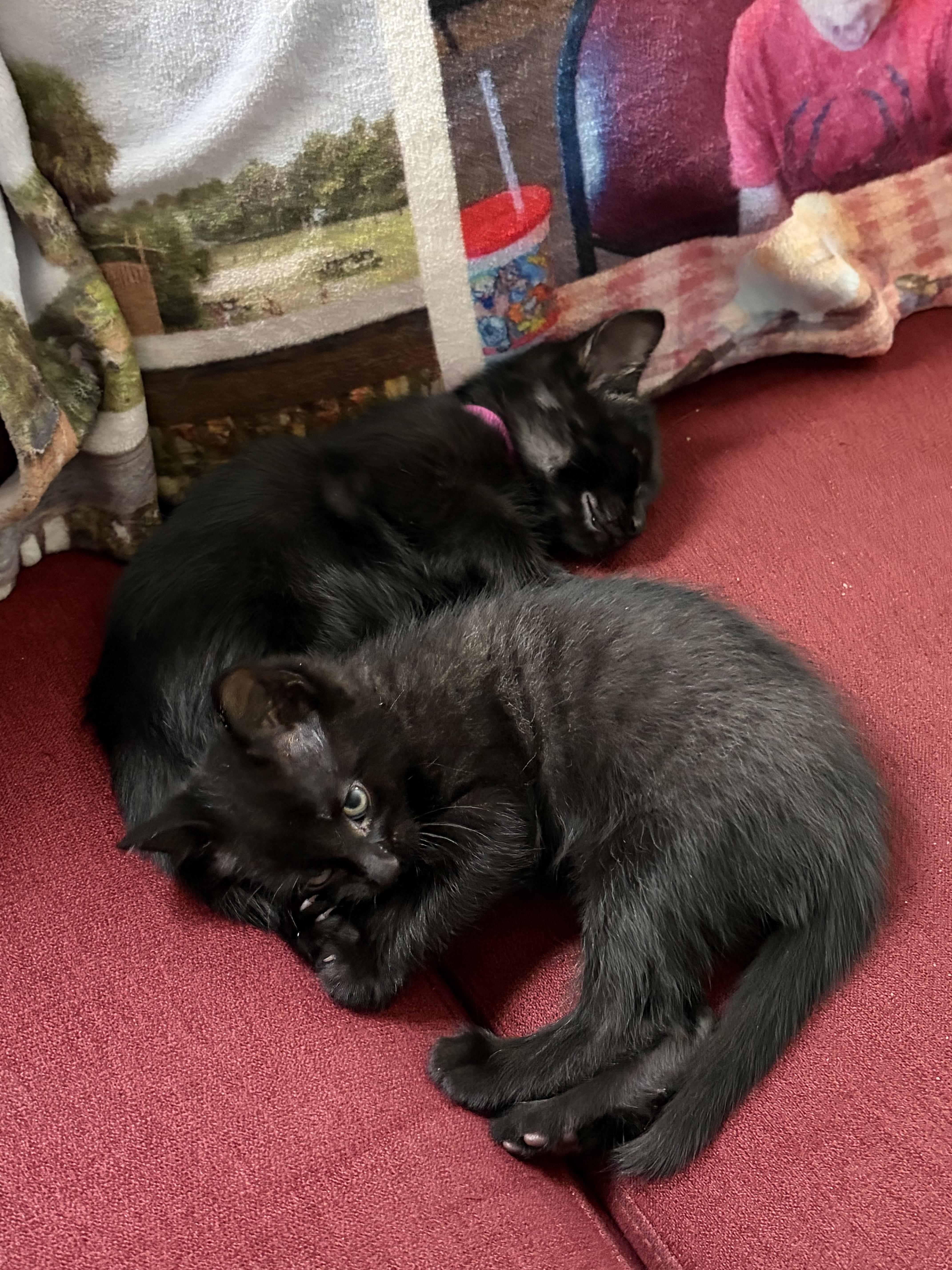 Willow and Milo, a ADOPTABLE Domestic Medium Hair in Mount Pleasant, SC image 5/6