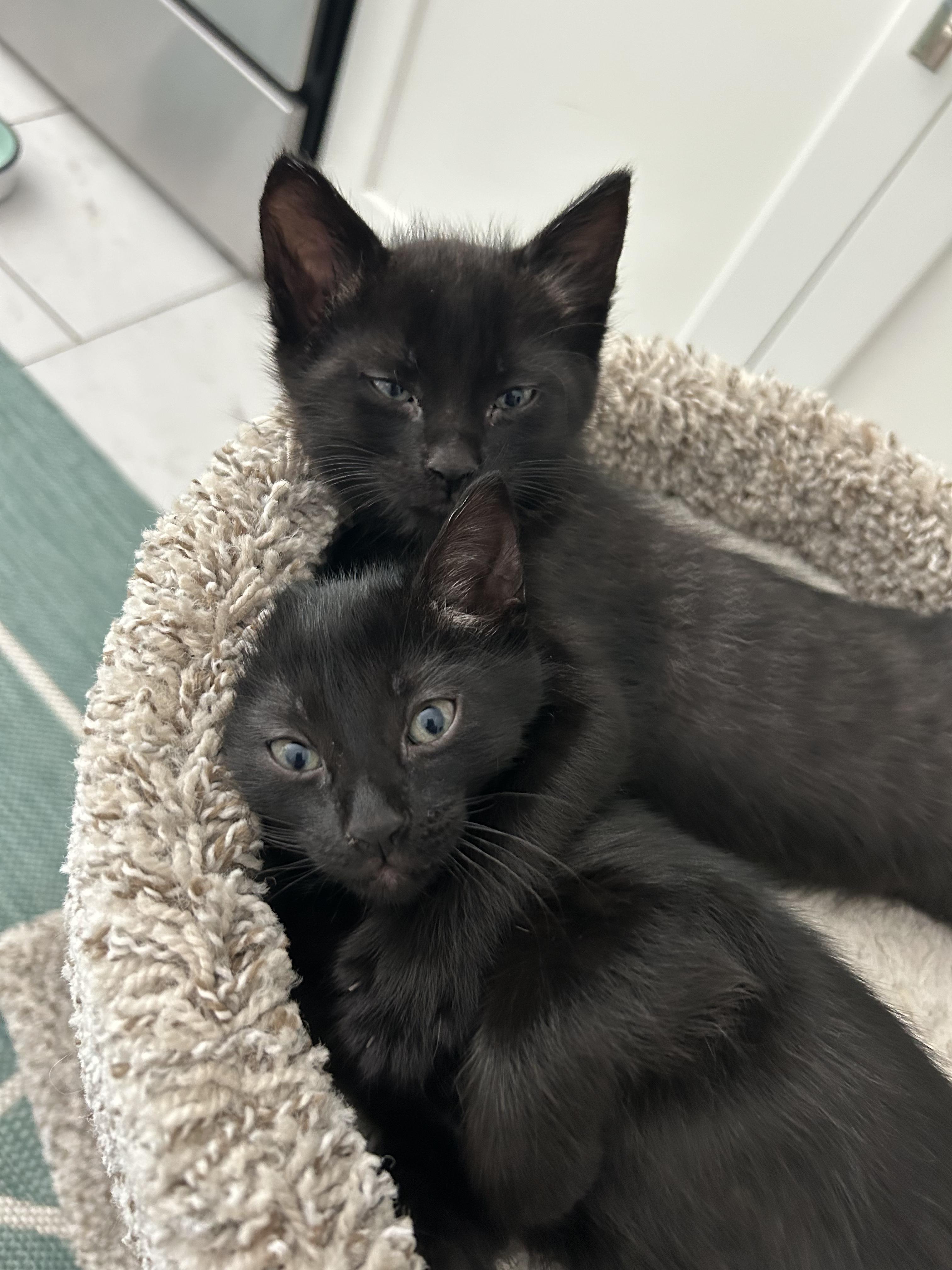 Willow and Milo, ADOPTABLE, Kitten Male Domestic Medium Hair.