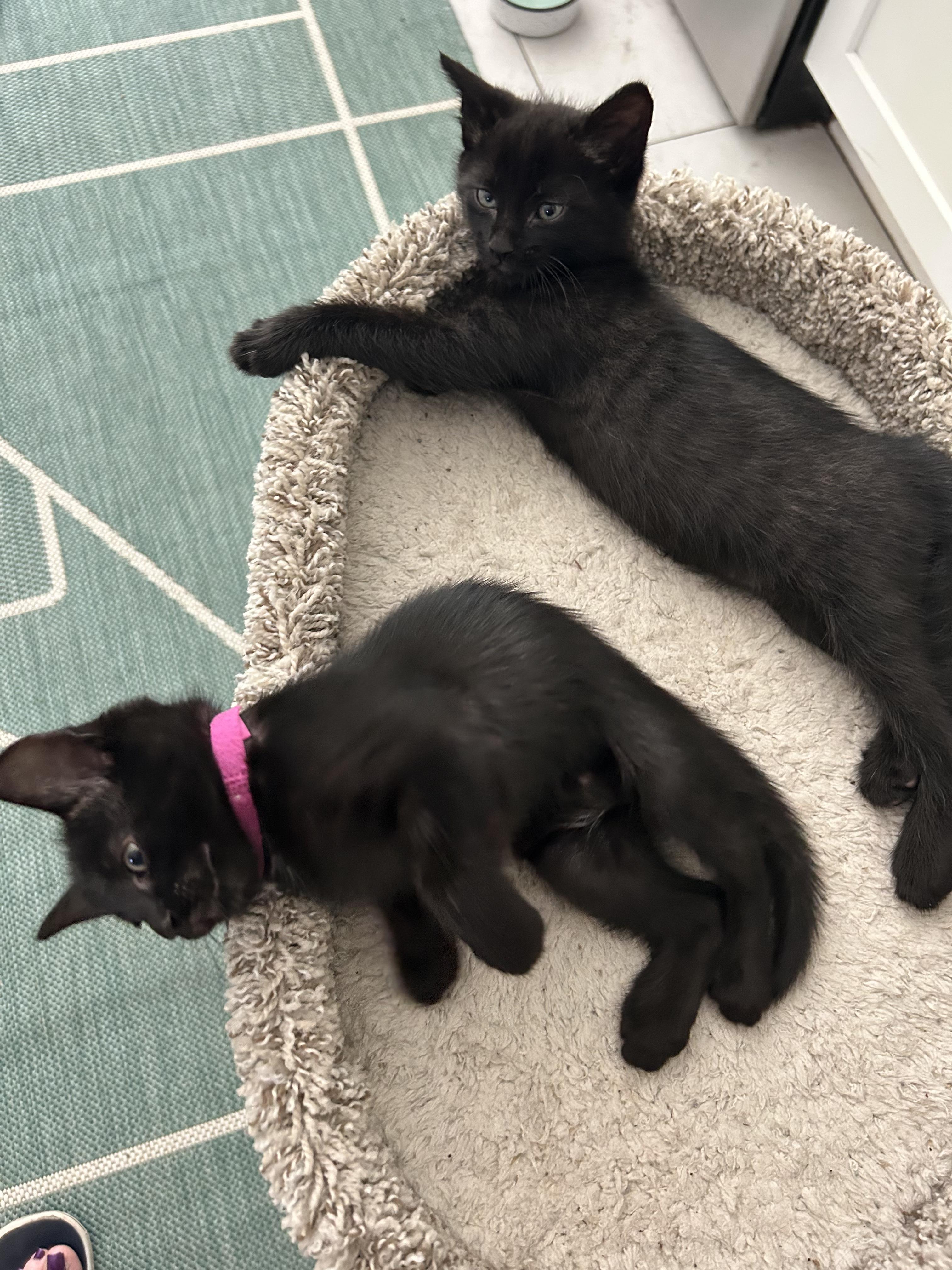 Willow and Milo, a ADOPTABLE Domestic Medium Hair in Mount Pleasant, SC image 4/6
