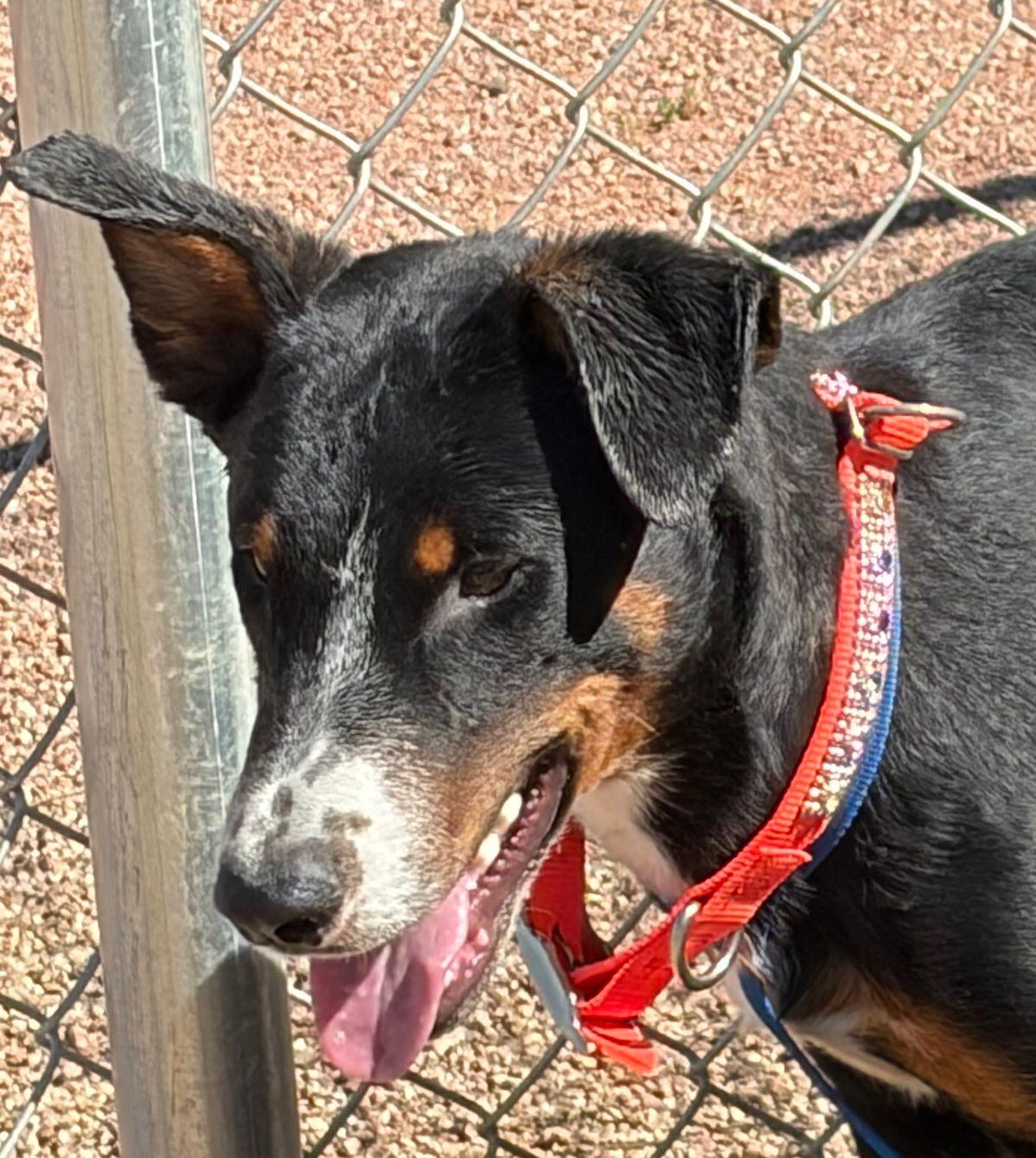 Enlarge Jr, a Adoptable Hound in Kingman, AZ image 1/3
