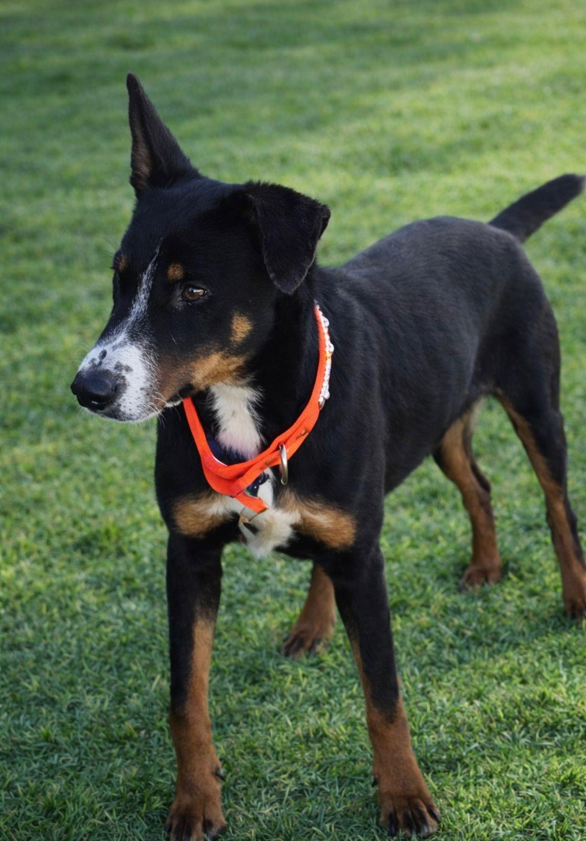 Enlarge Jr, a Adoptable Hound in Kingman, AZ image 2/3