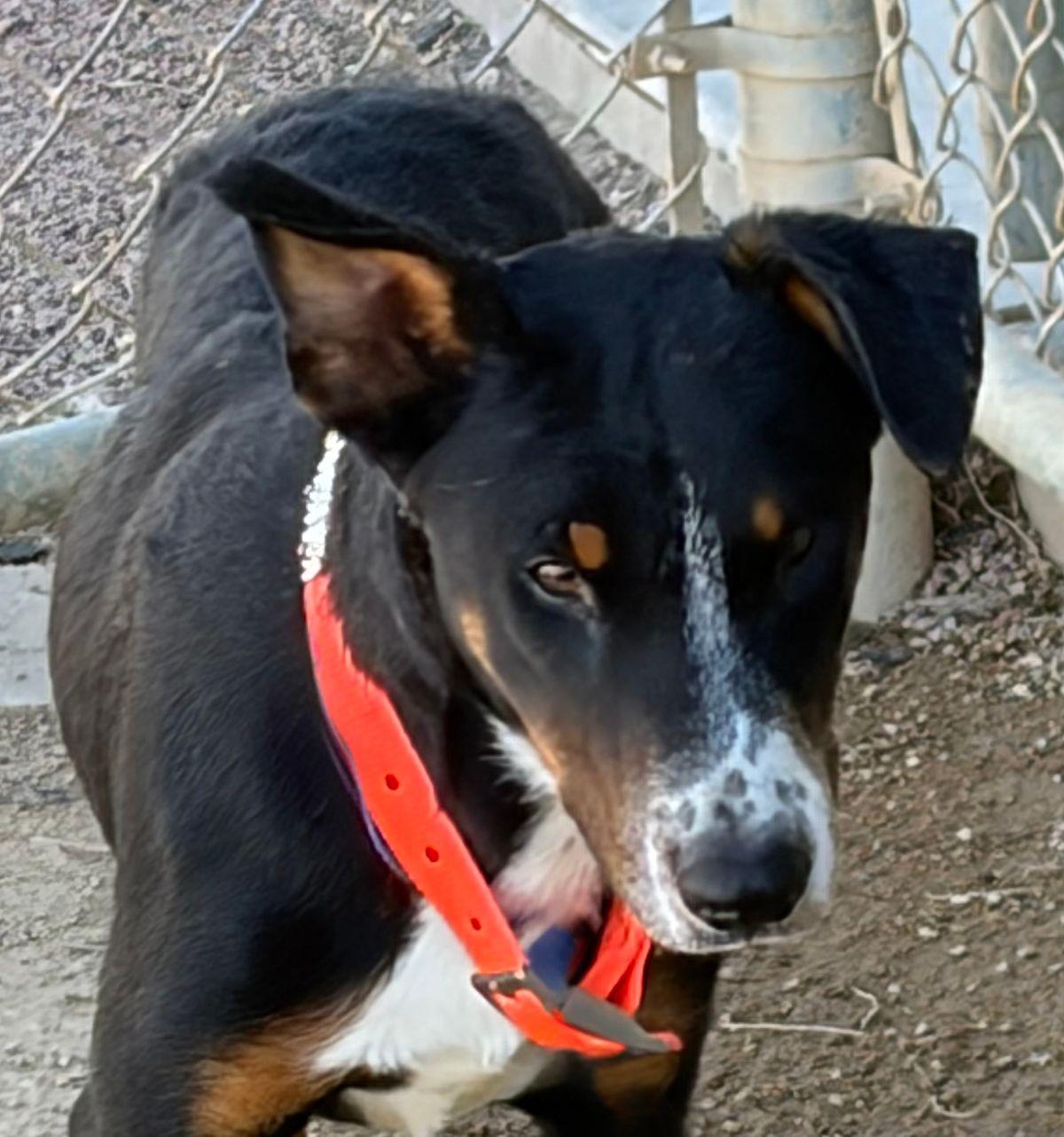 Enlarge Jr, a Adoptable Hound in Kingman, AZ image 3/3