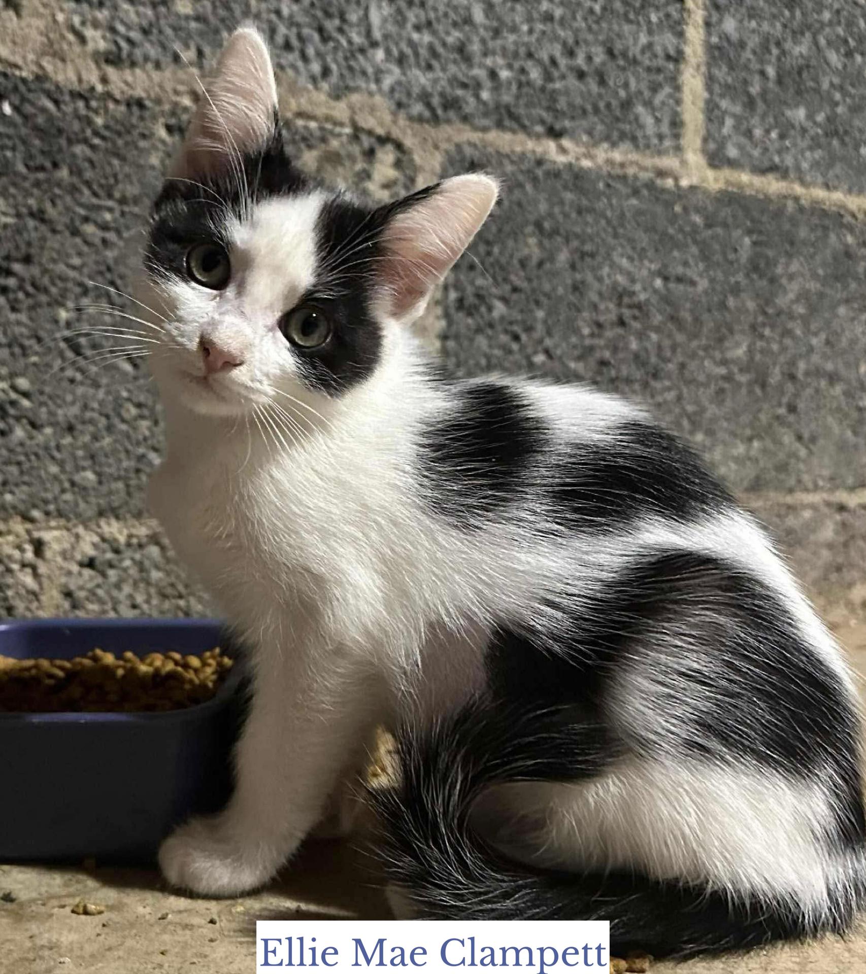 Ellie Mae Clampett, a Adoptable Domestic Short Hair in Berkeley Springs, WV image 1/3