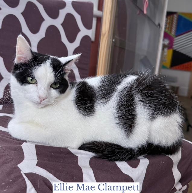 Ellie Mae Clampett, Adoptable, Young Female Domestic Short Hair.