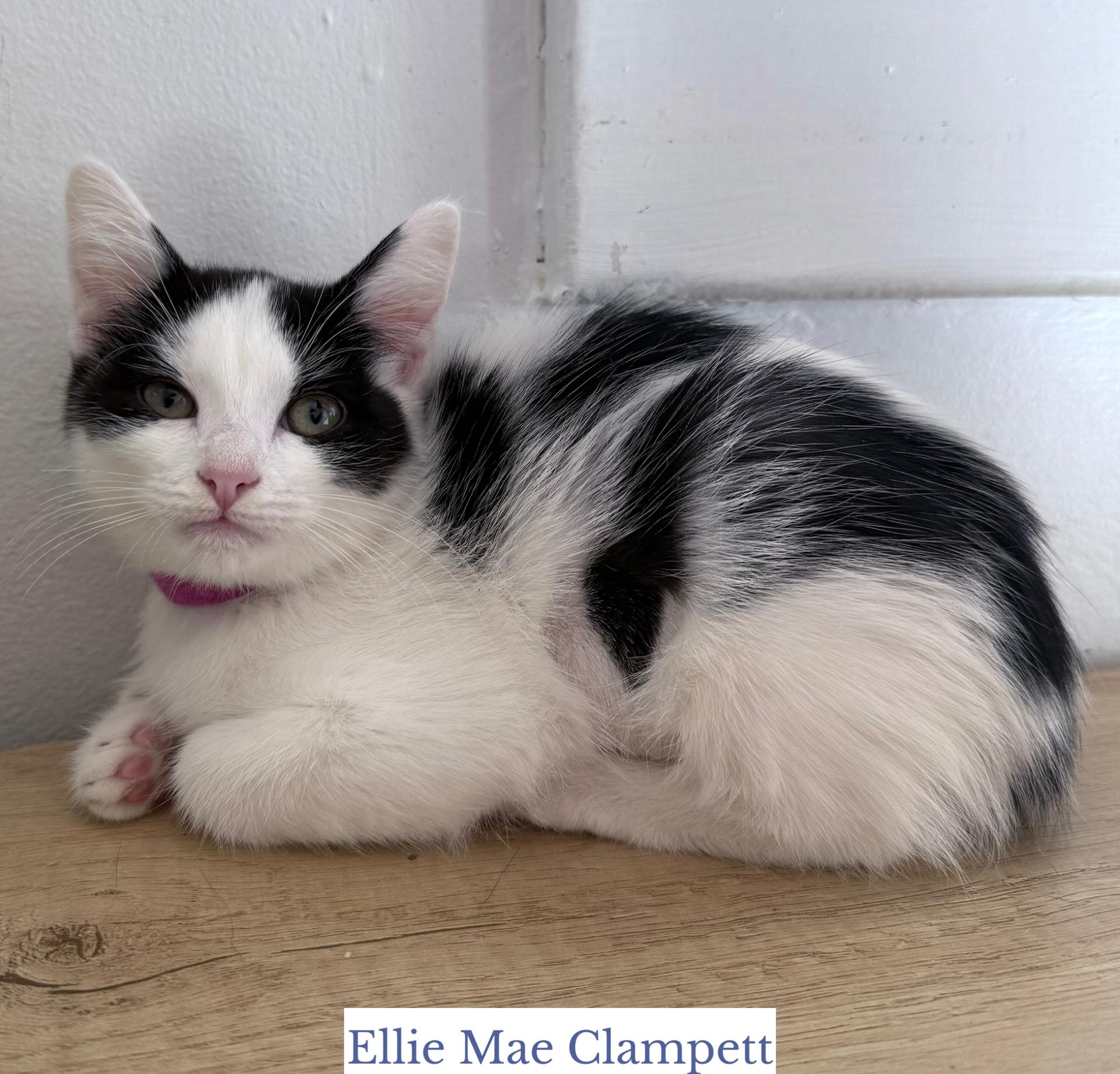 Ellie Mae Clampett, a Adoptable Domestic Short Hair in Berkeley Springs, WV image 2/3