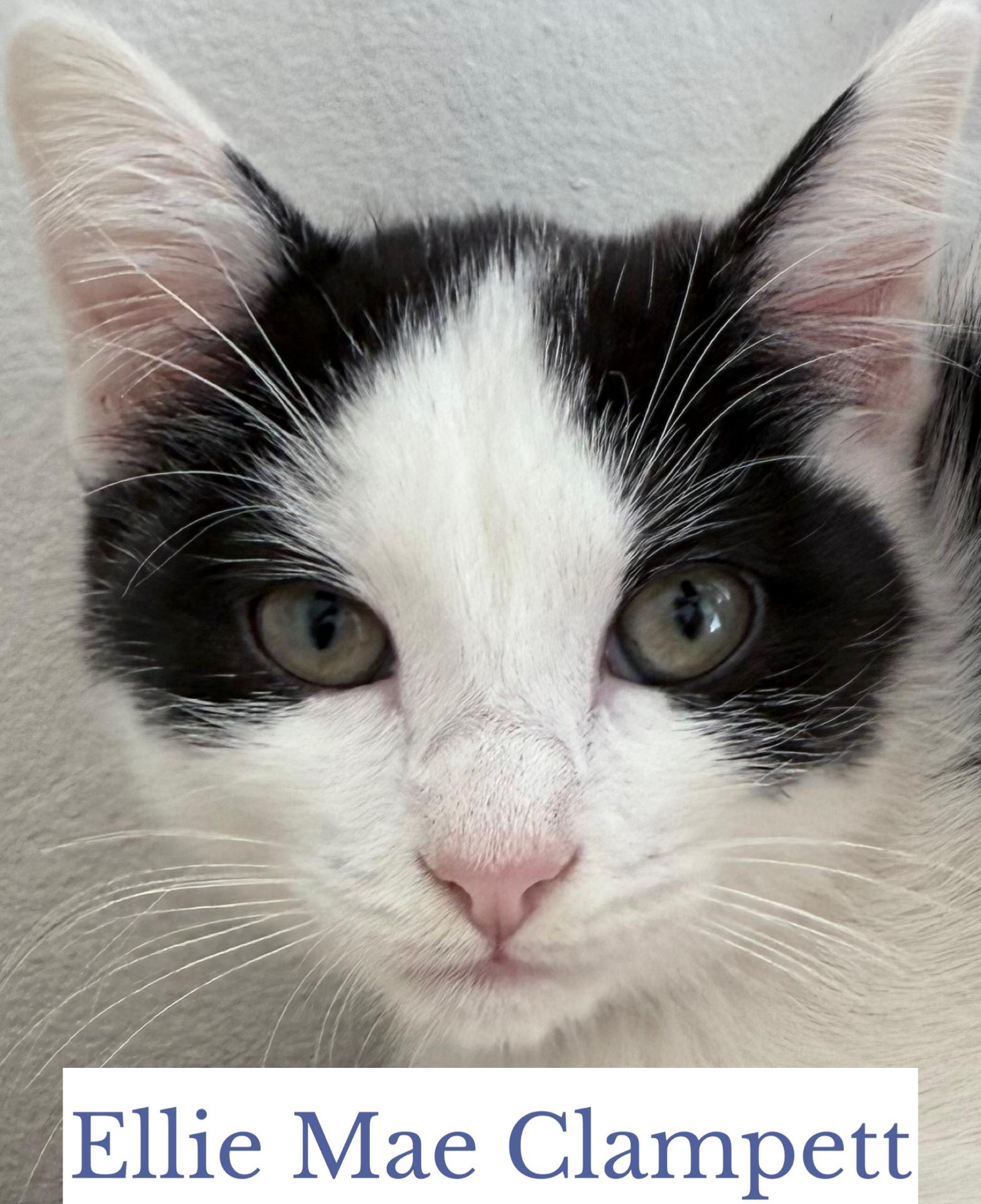 Ellie Mae Clampett, a Adoptable Domestic Short Hair in Berkeley Springs, WV image 3/3