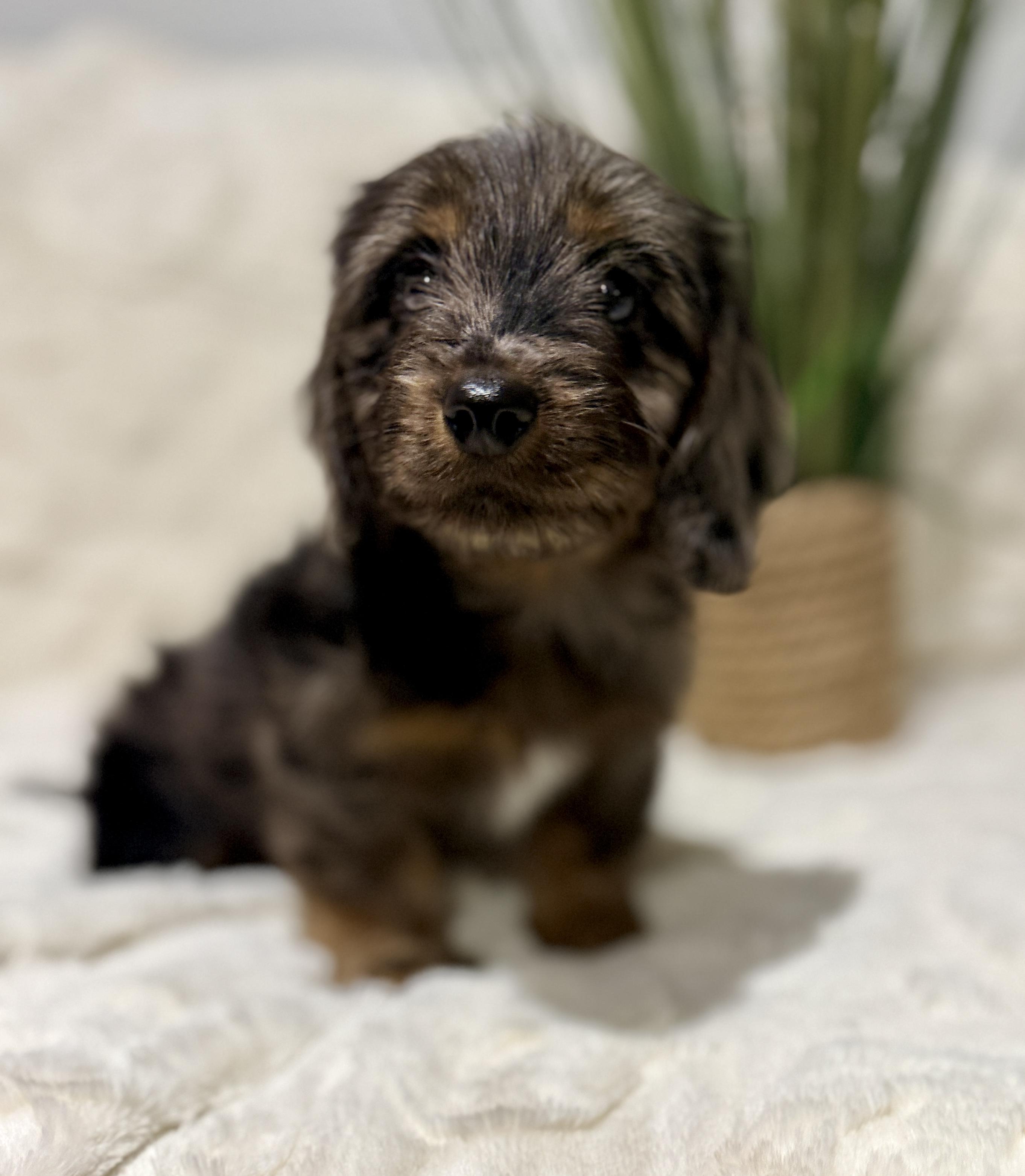 Enlarge Handsome , an adopted mixed breed in Hales corners, WI image 2/4