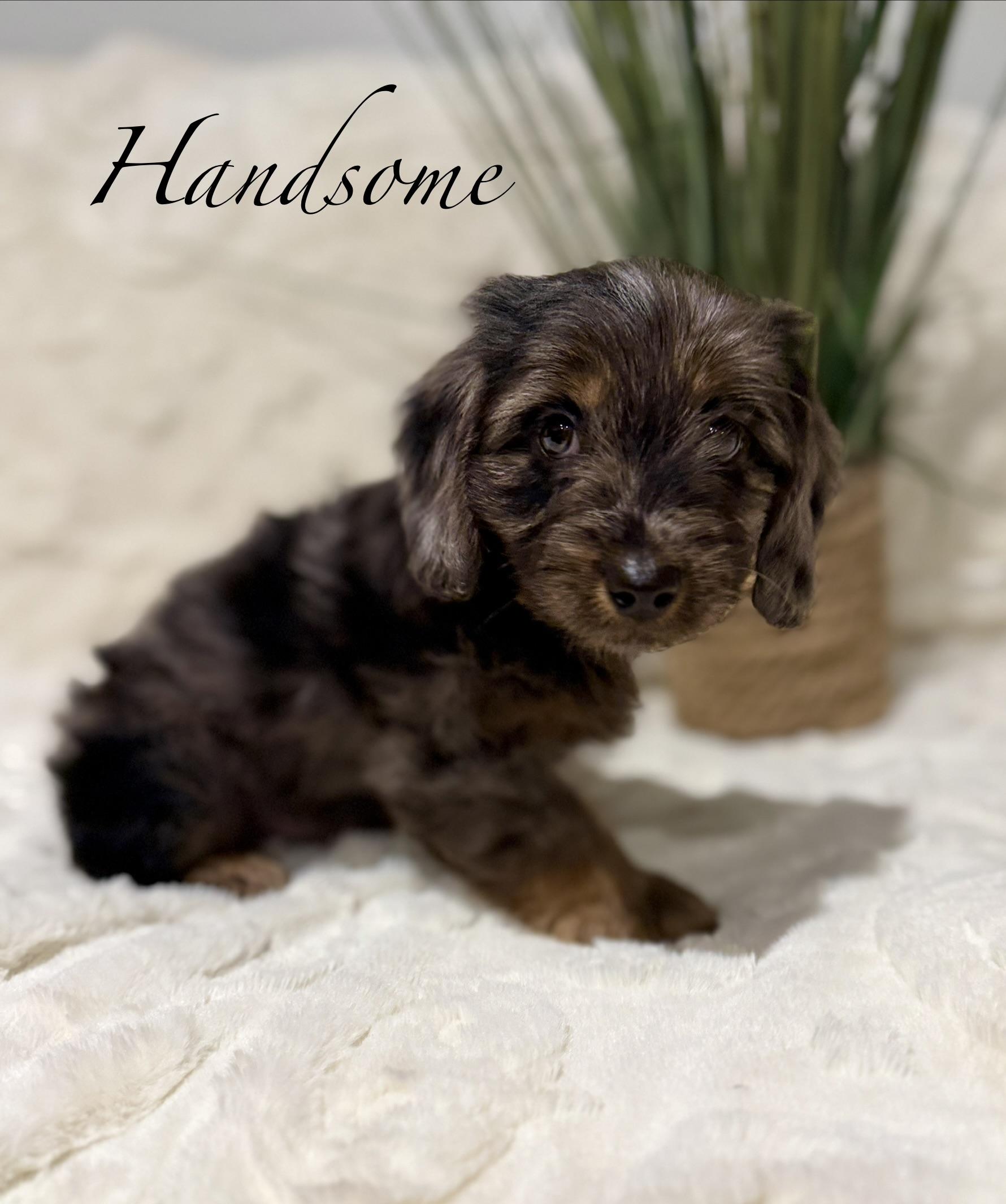 Enlarge Handsome , an adopted mixed breed in Hales corners, WI image 4/4