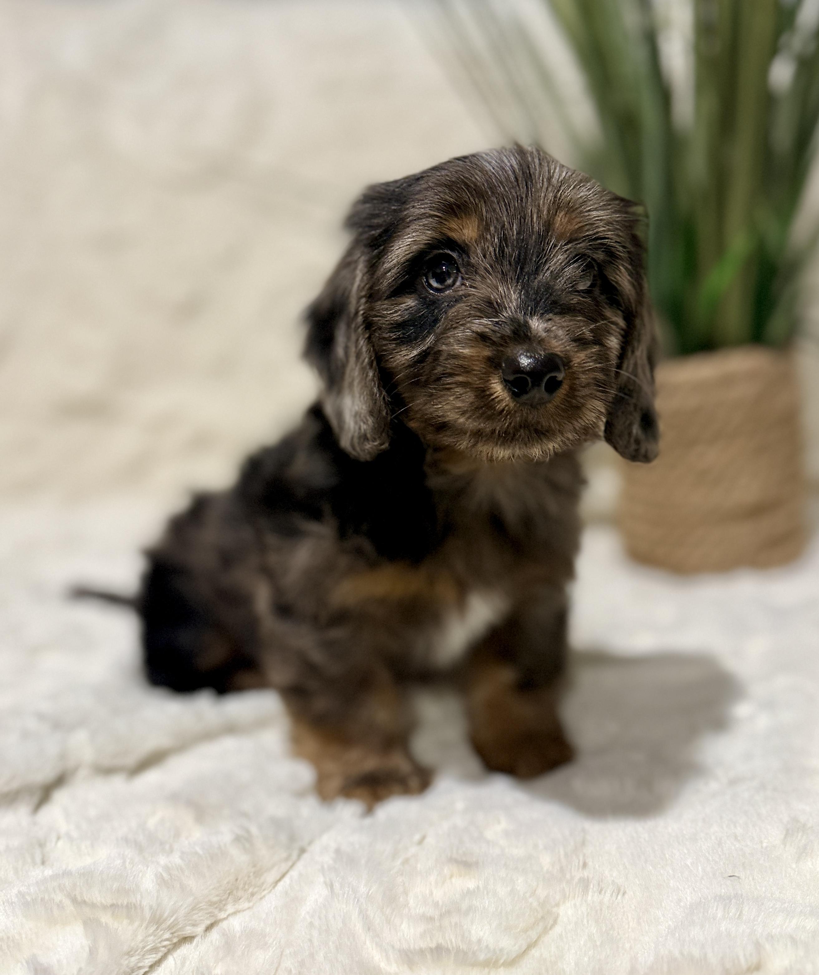 Enlarge Handsome , an adopted mixed breed in Hales corners, WI image 1/4