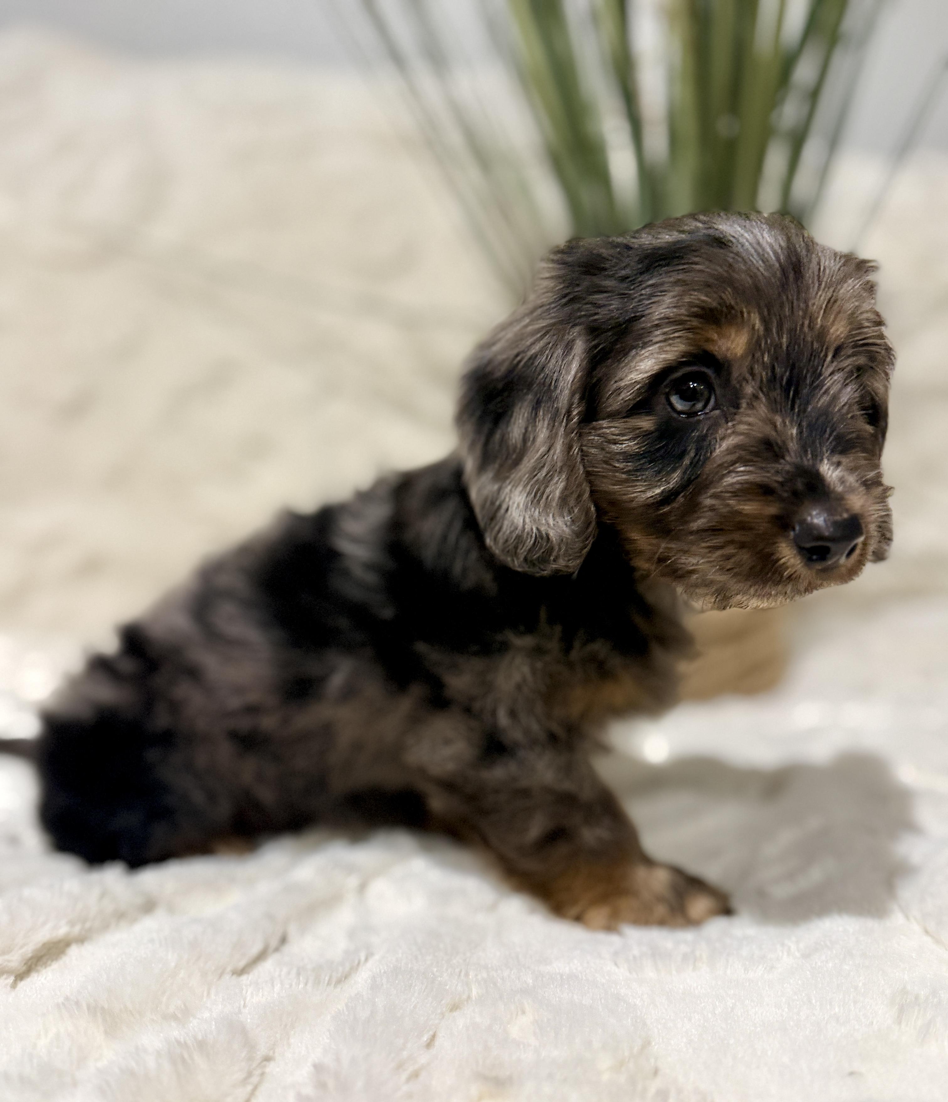 Enlarge Handsome , an adopted mixed breed in Hales corners, WI image 3/4