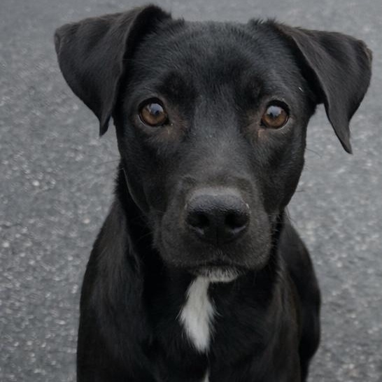 Frenchie thumbnail 4