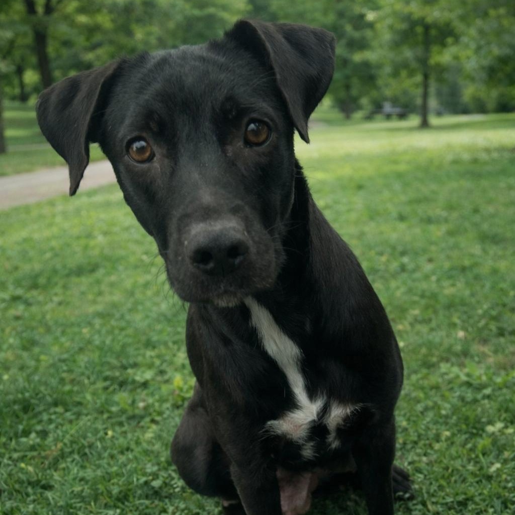 Enlarge Frenchie, an adopted Black Labrador Retriever in Seabrook, NH image 1/4