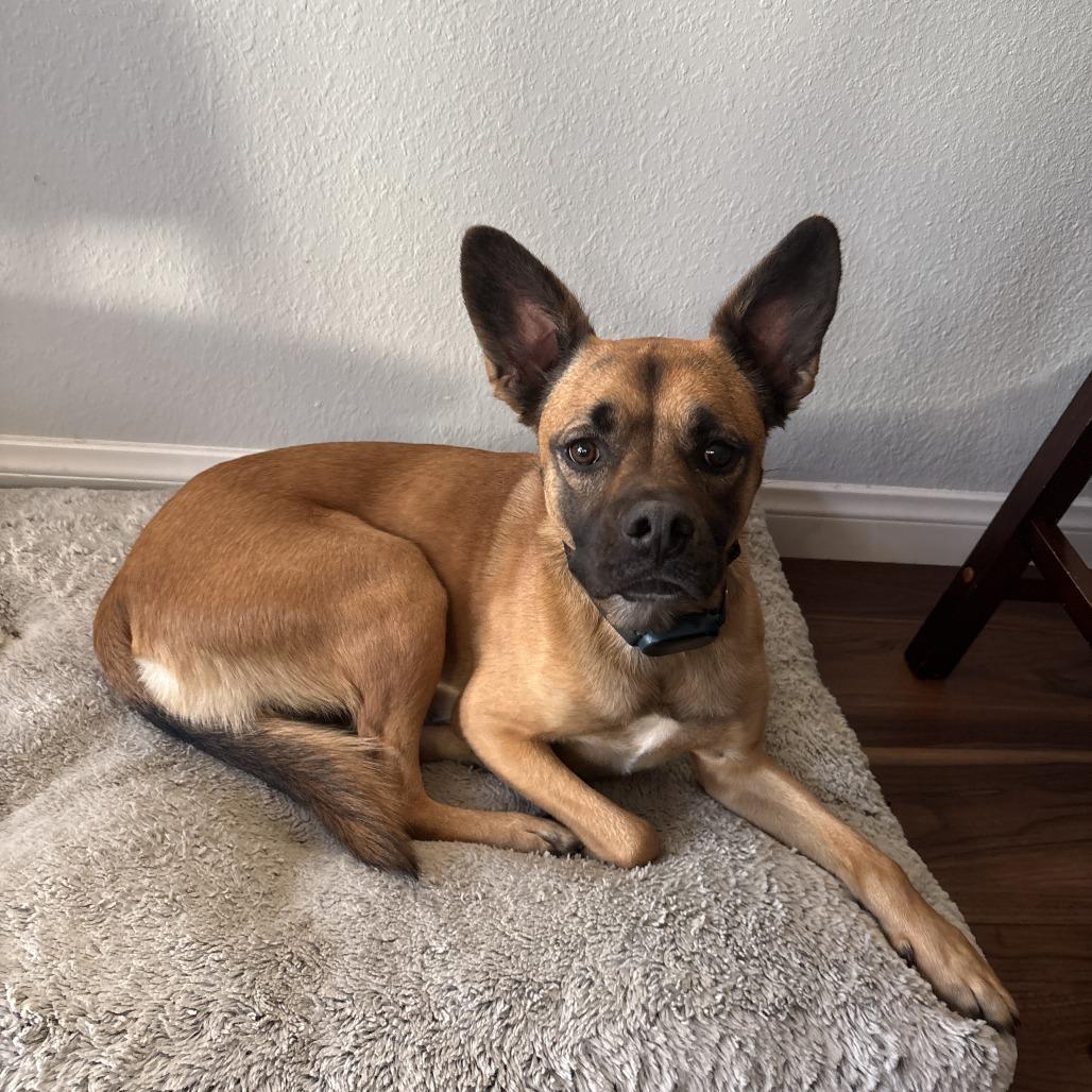 Pico (FKA Banana Walnut), Adoptable, Adult Female Mixed Breed & Terrier.