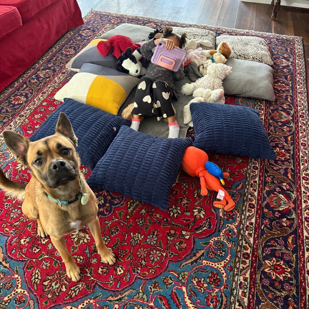 Enlarge Pico (FKA Banana Walnut), a Adoptable mixed breed in San Diego, CA image 2/6