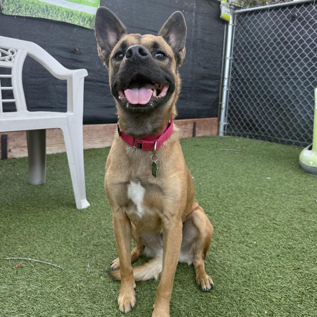 Enlarge Pico (FKA Banana Walnut), a Adoptable mixed breed in San Diego, CA image 3/6