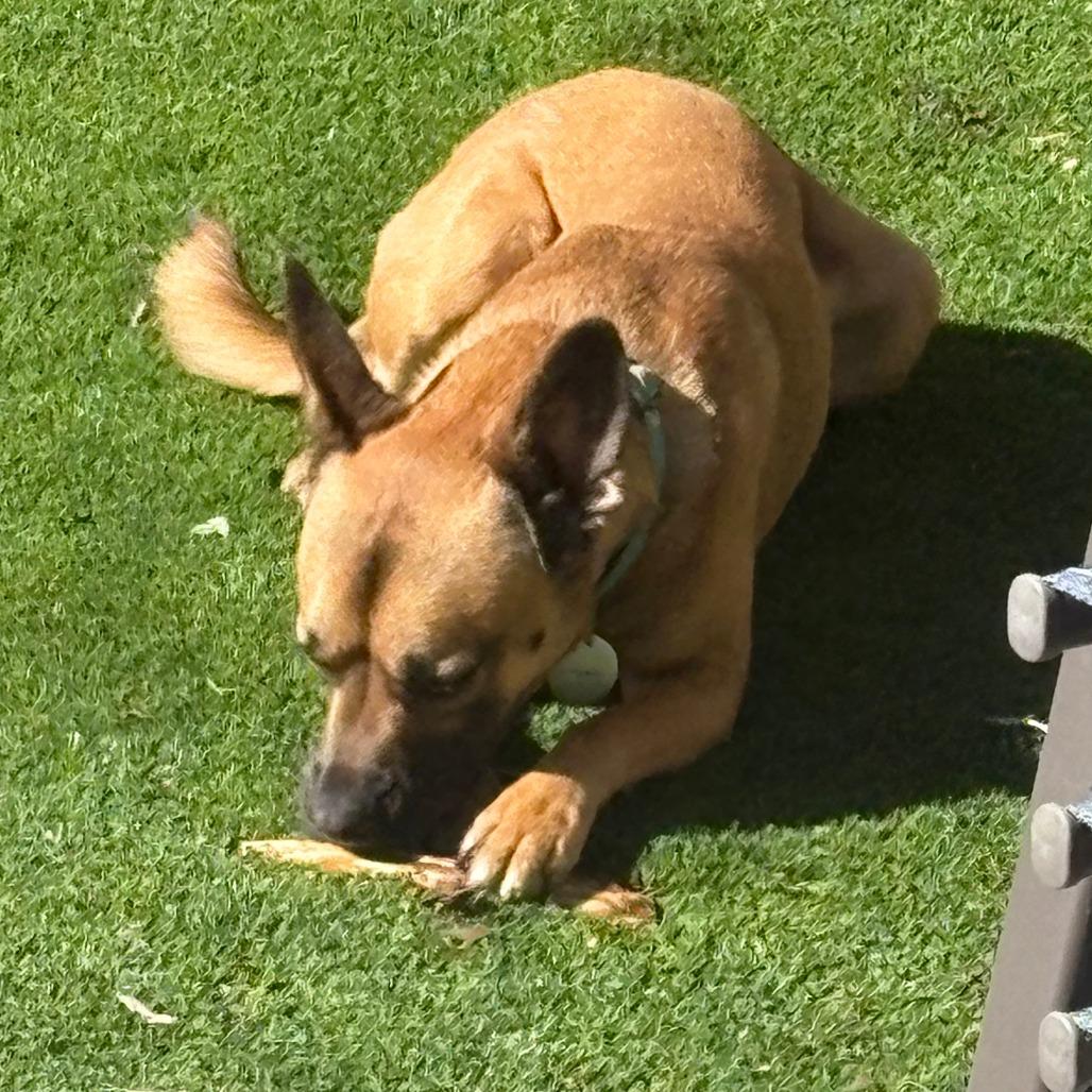 Enlarge Pico (FKA Banana Walnut), a Adoptable mixed breed in San Diego, CA image 4/6