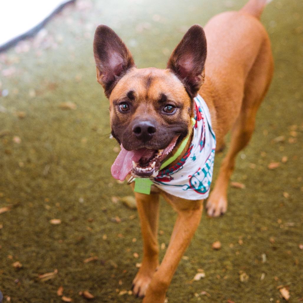 Enlarge Pico (FKA Banana Walnut), a Adoptable mixed breed in San Diego, CA image 5/6
