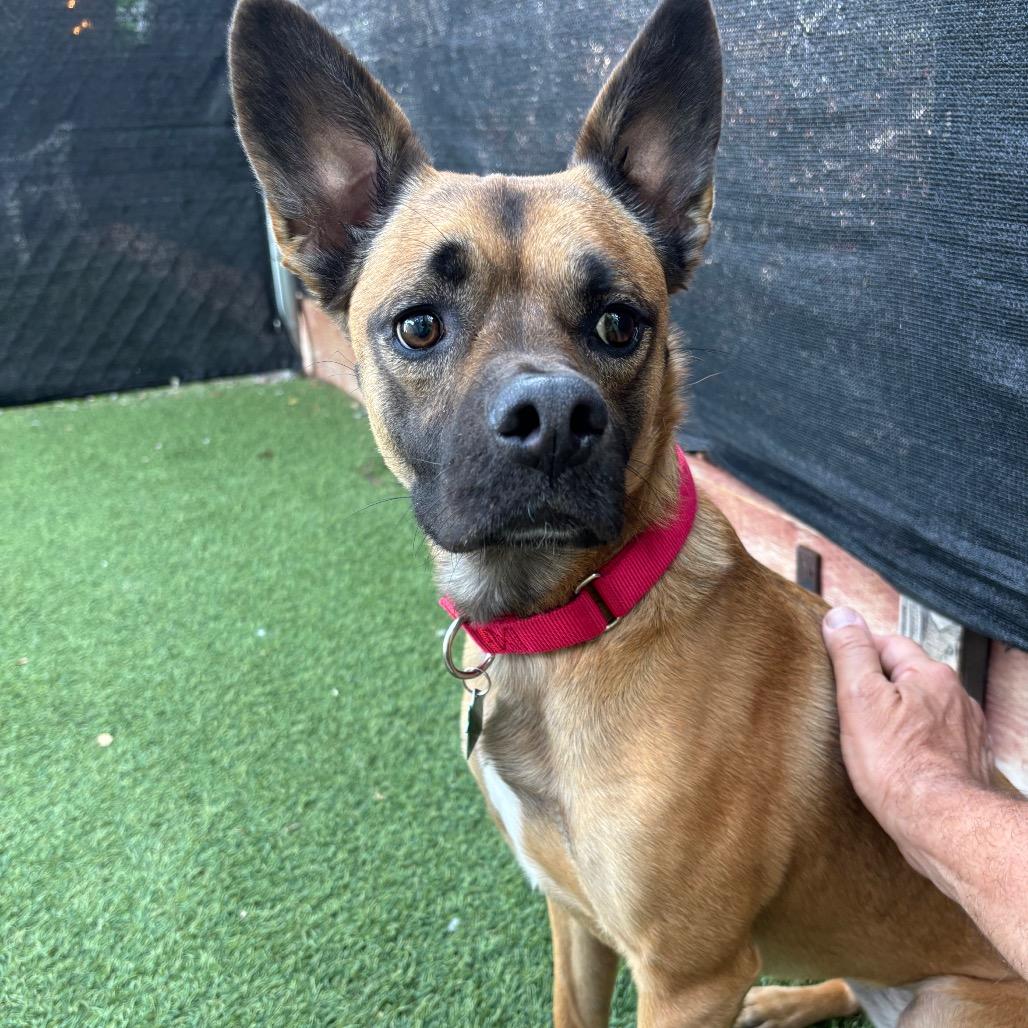 Enlarge Pico (FKA Banana Walnut), a Adoptable mixed breed in San Diego, CA image 6/6