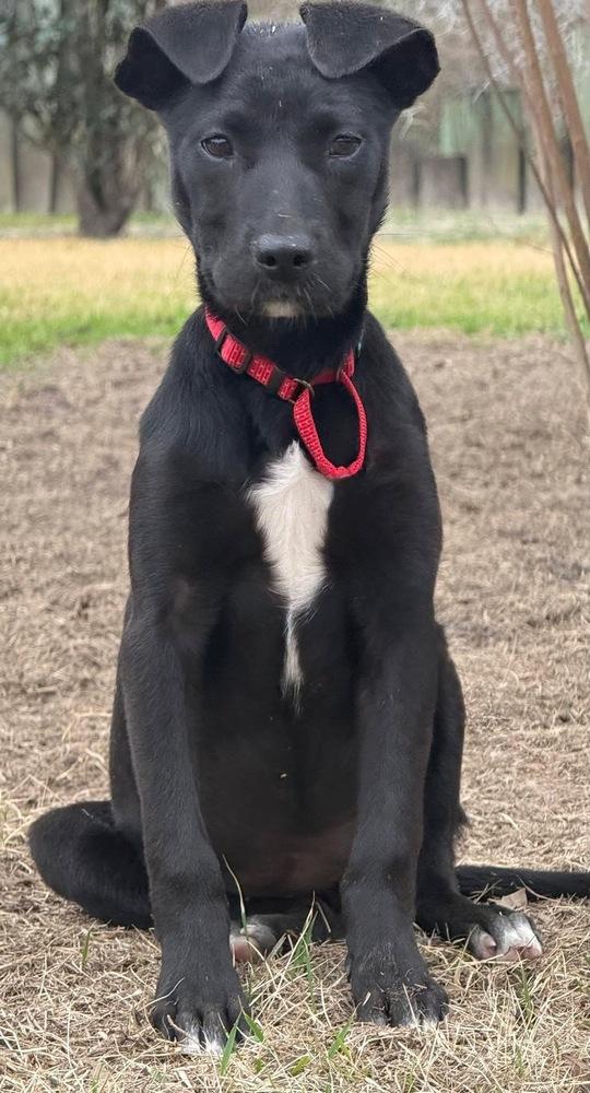 Lily, Adoptable, Puppy Female Labrador Retriever.
