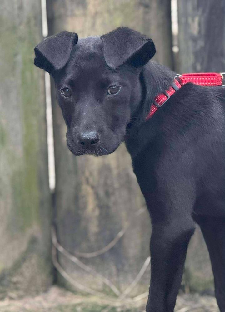 Enlarge Lily, a Adoptable mixed breed in Windsor Locks, CT image 2/3