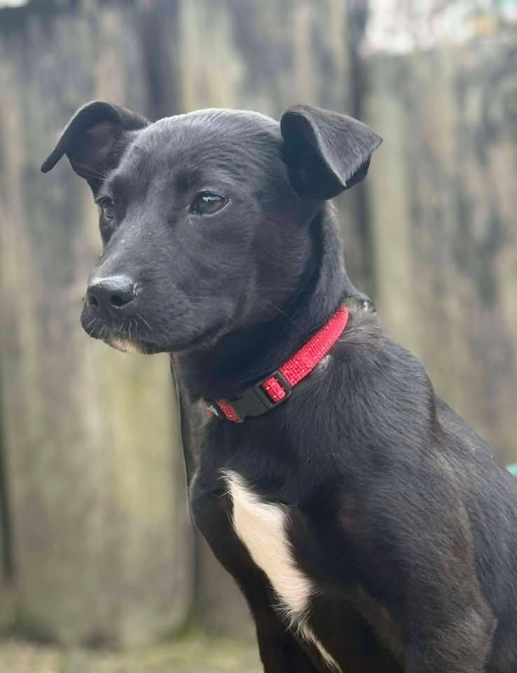 Enlarge Lily, a Adoptable mixed breed in Windsor Locks, CT image 3/3