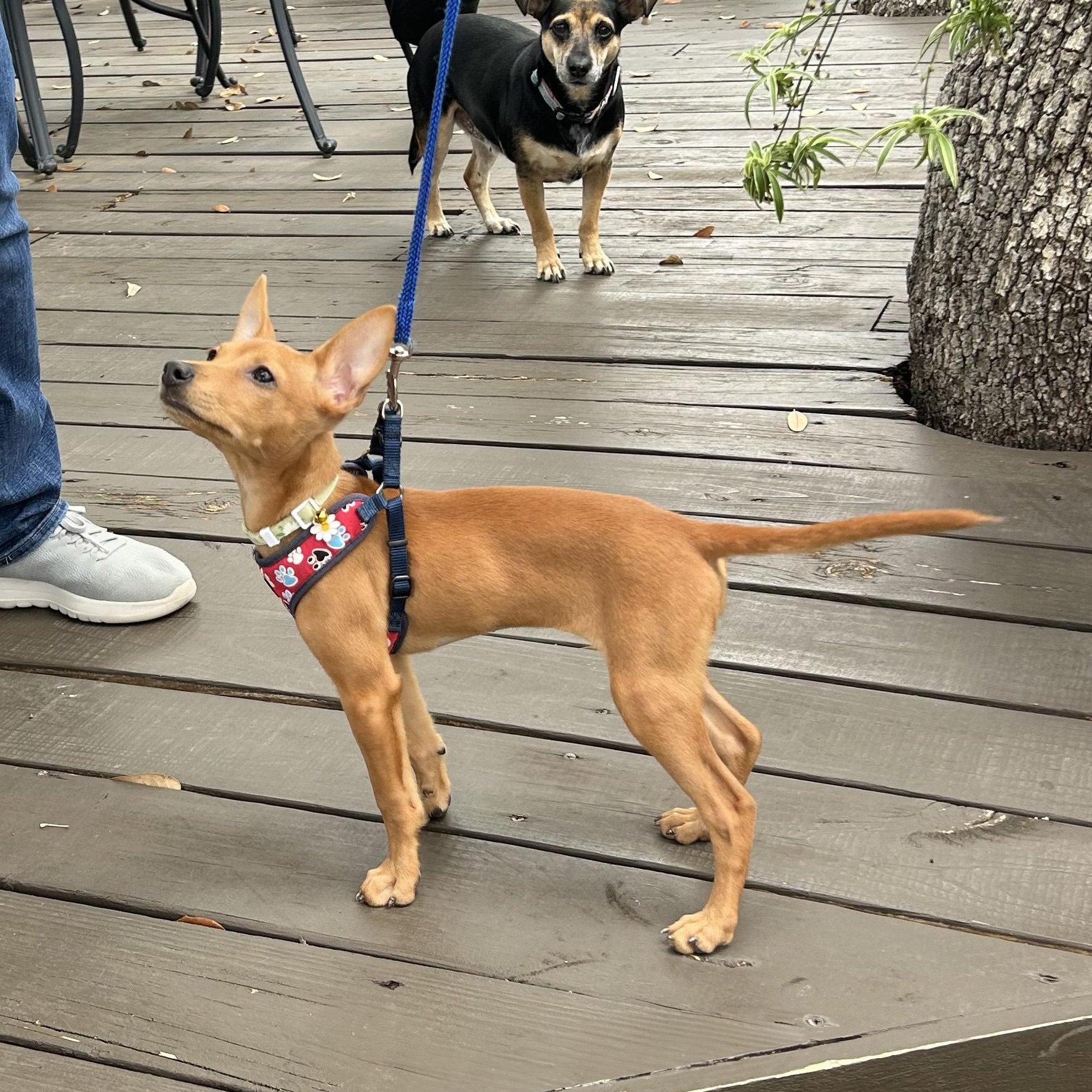 Enlarge Josefina "JoJo", an adopted Chihuahua in Westbury, NY image 4/6