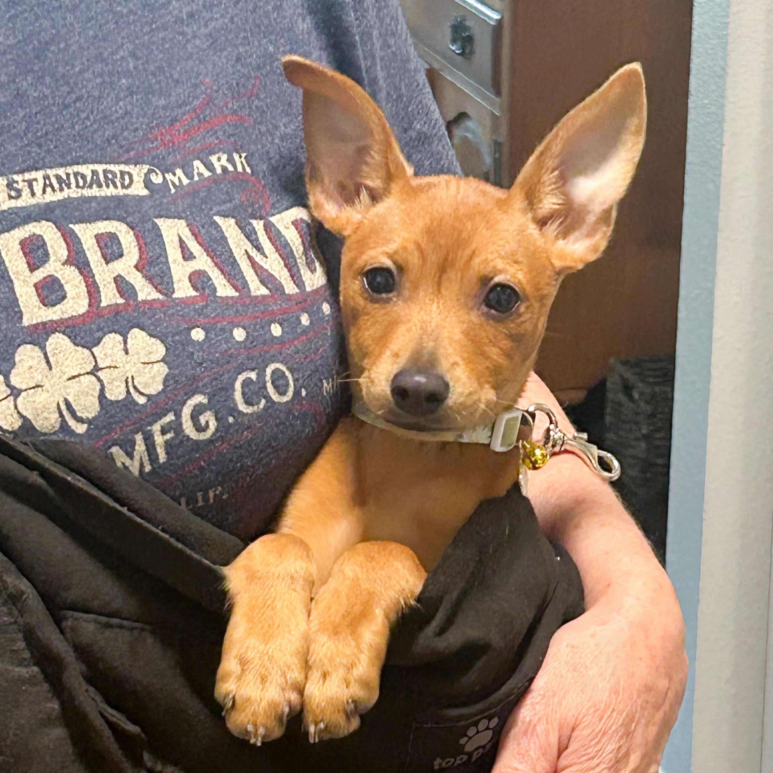 Enlarge Josefina "JoJo", an adopted Chihuahua in Westbury, NY image 2/6