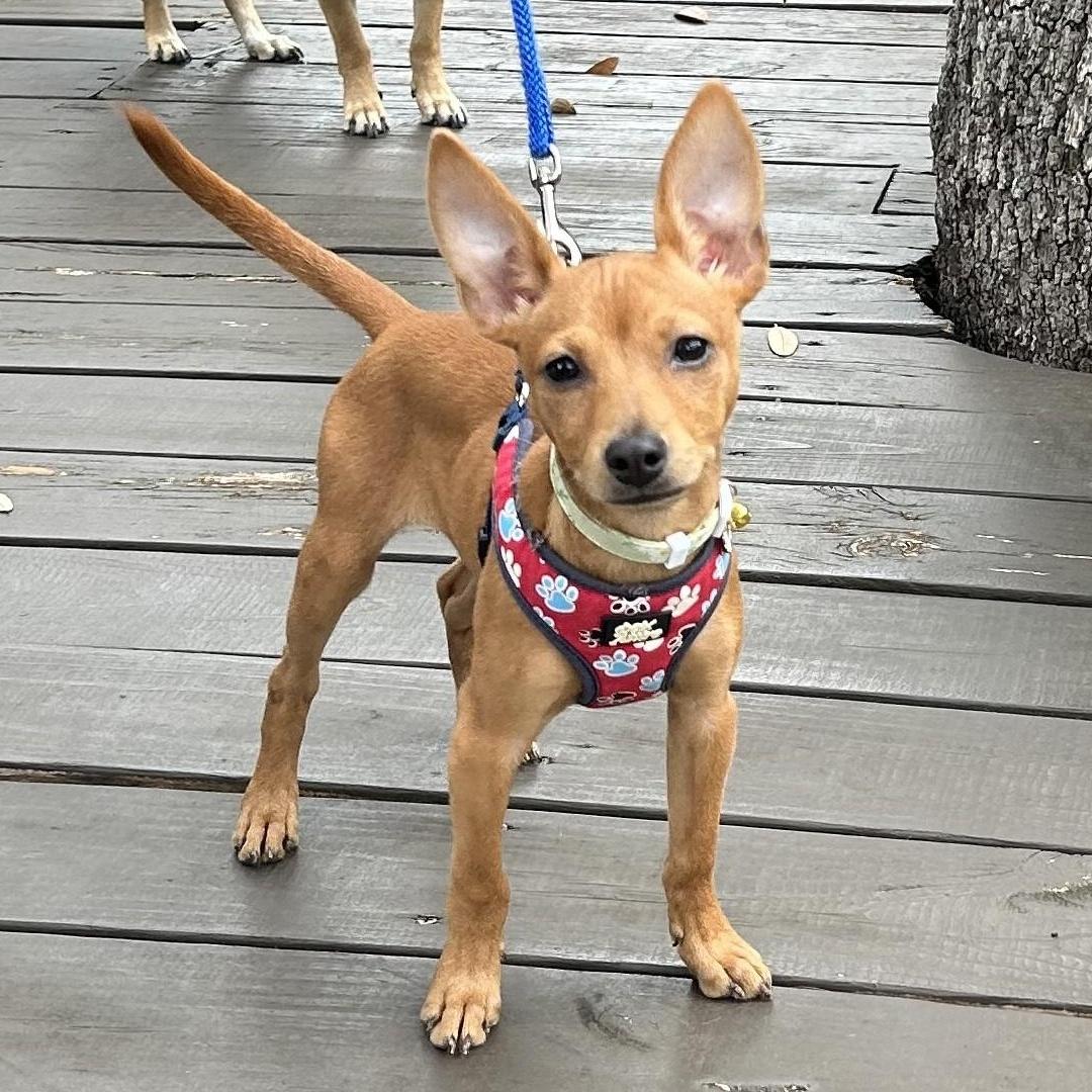 Josefina "JoJo", adopted, Puppy Female Chihuahua.