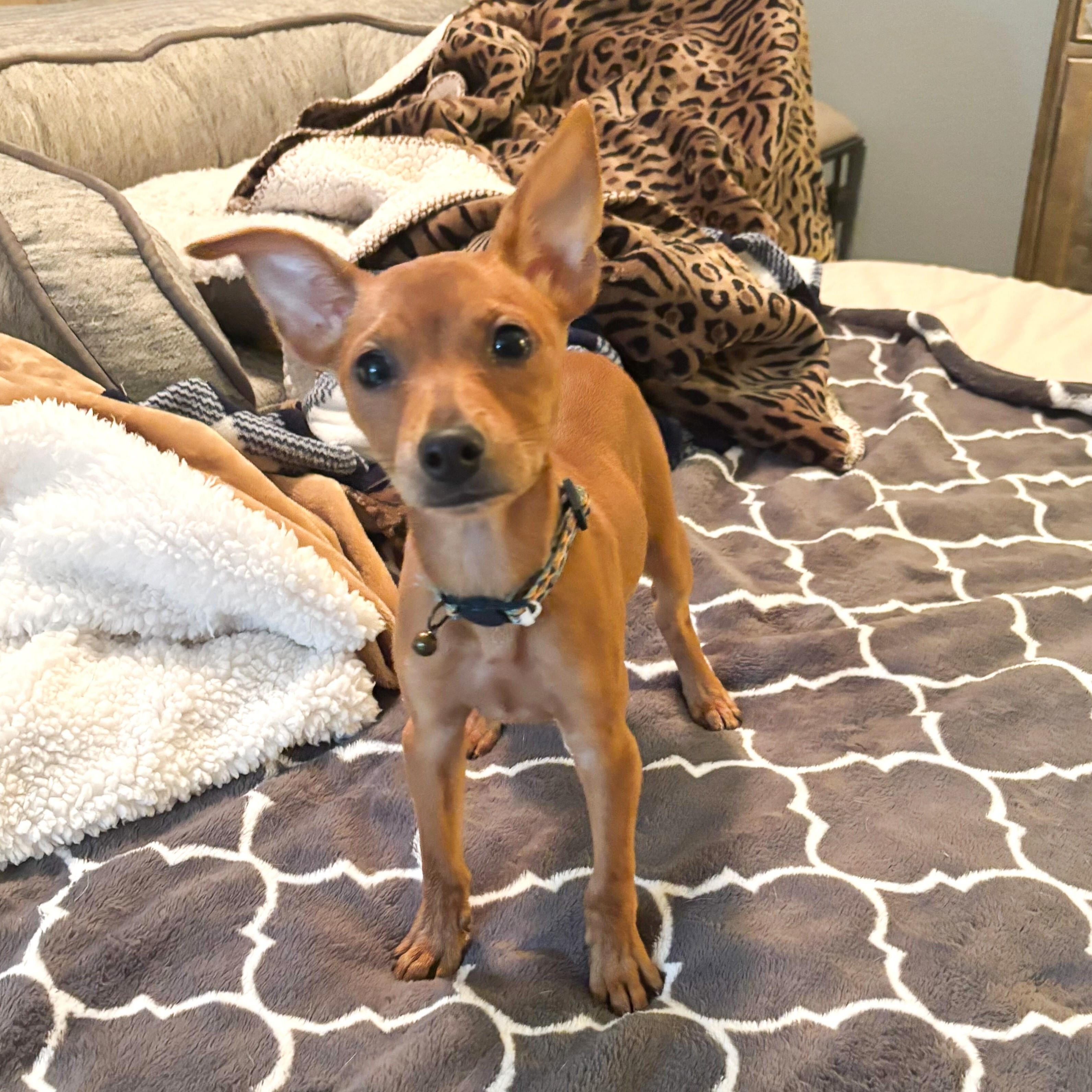 Enlarge Josefina "JoJo", an adopted Chihuahua in Westbury, NY image 5/6