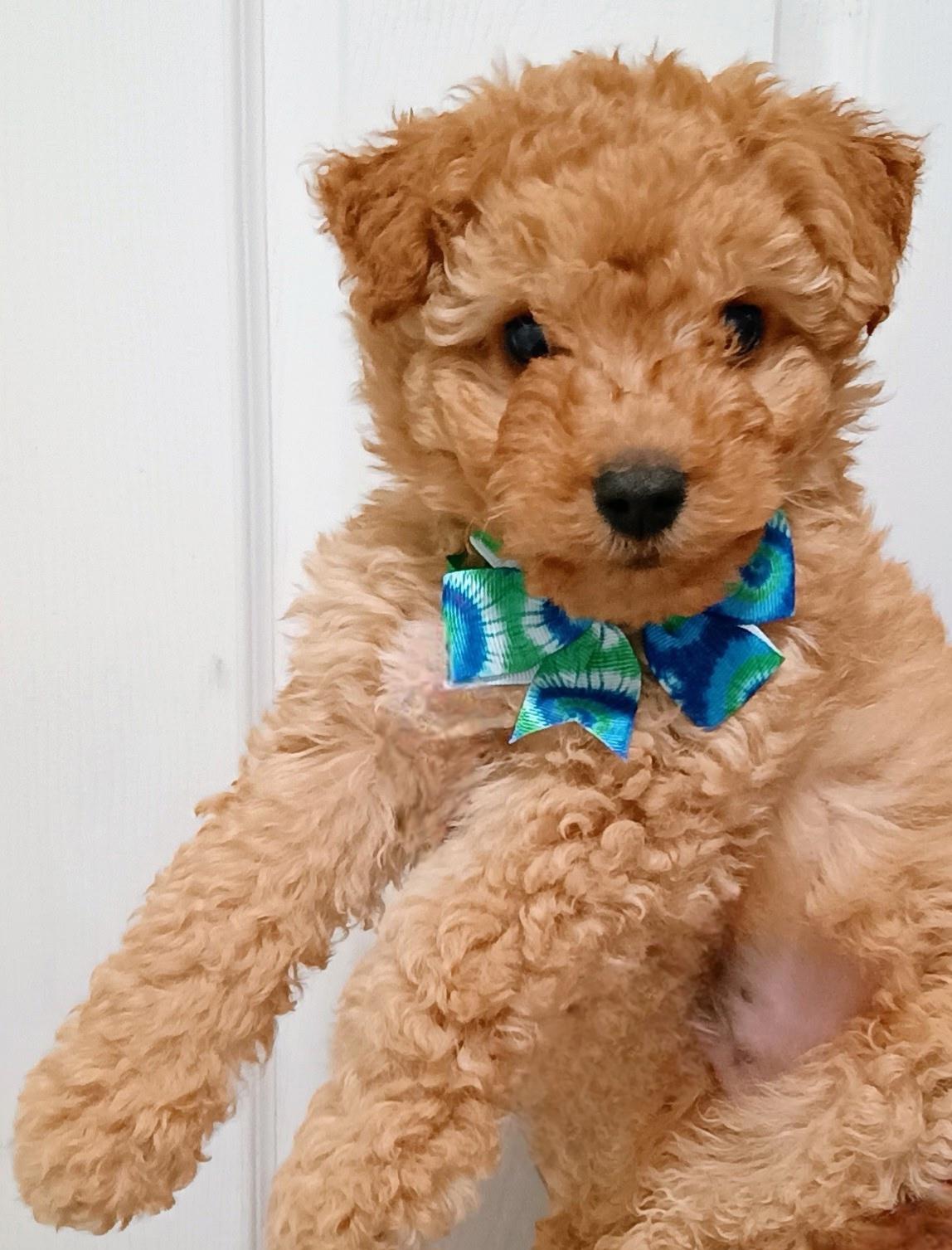 Enlarge Jupiter, an adopted mixed breed in Galt, CA image 3/6