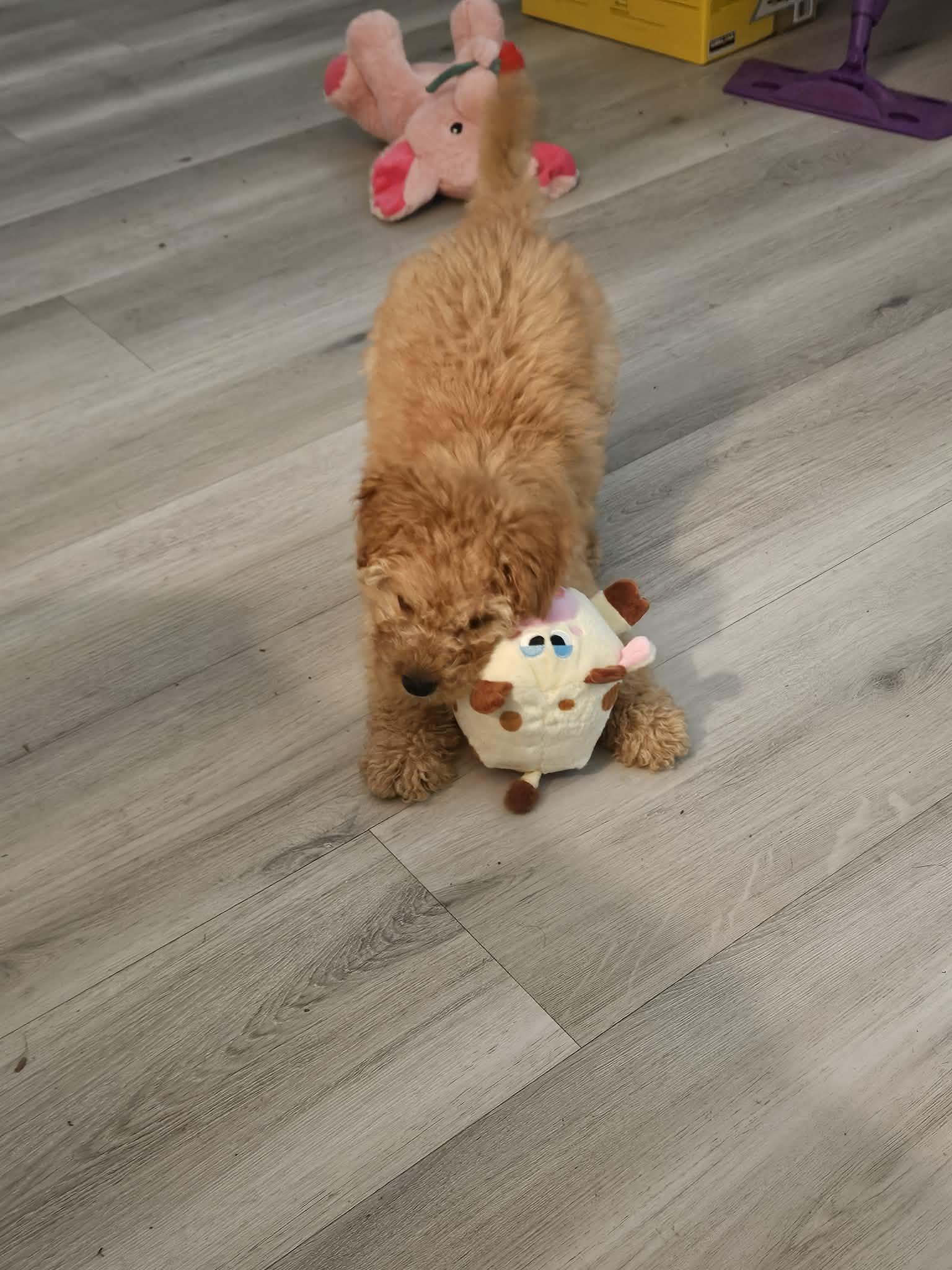 Enlarge Jupiter, an adopted mixed breed in Galt, CA image 6/6